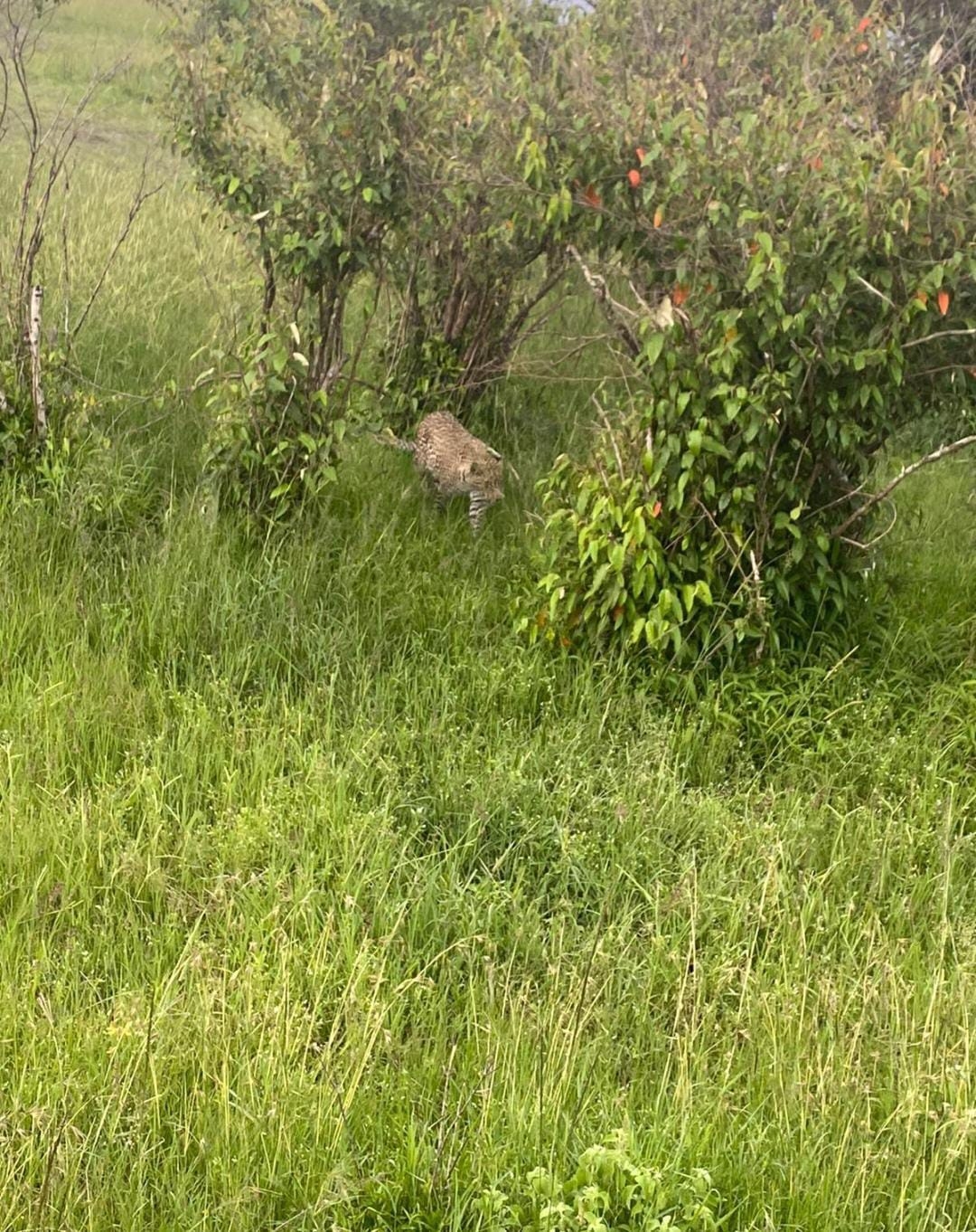 Cheetah walking through the grass.
