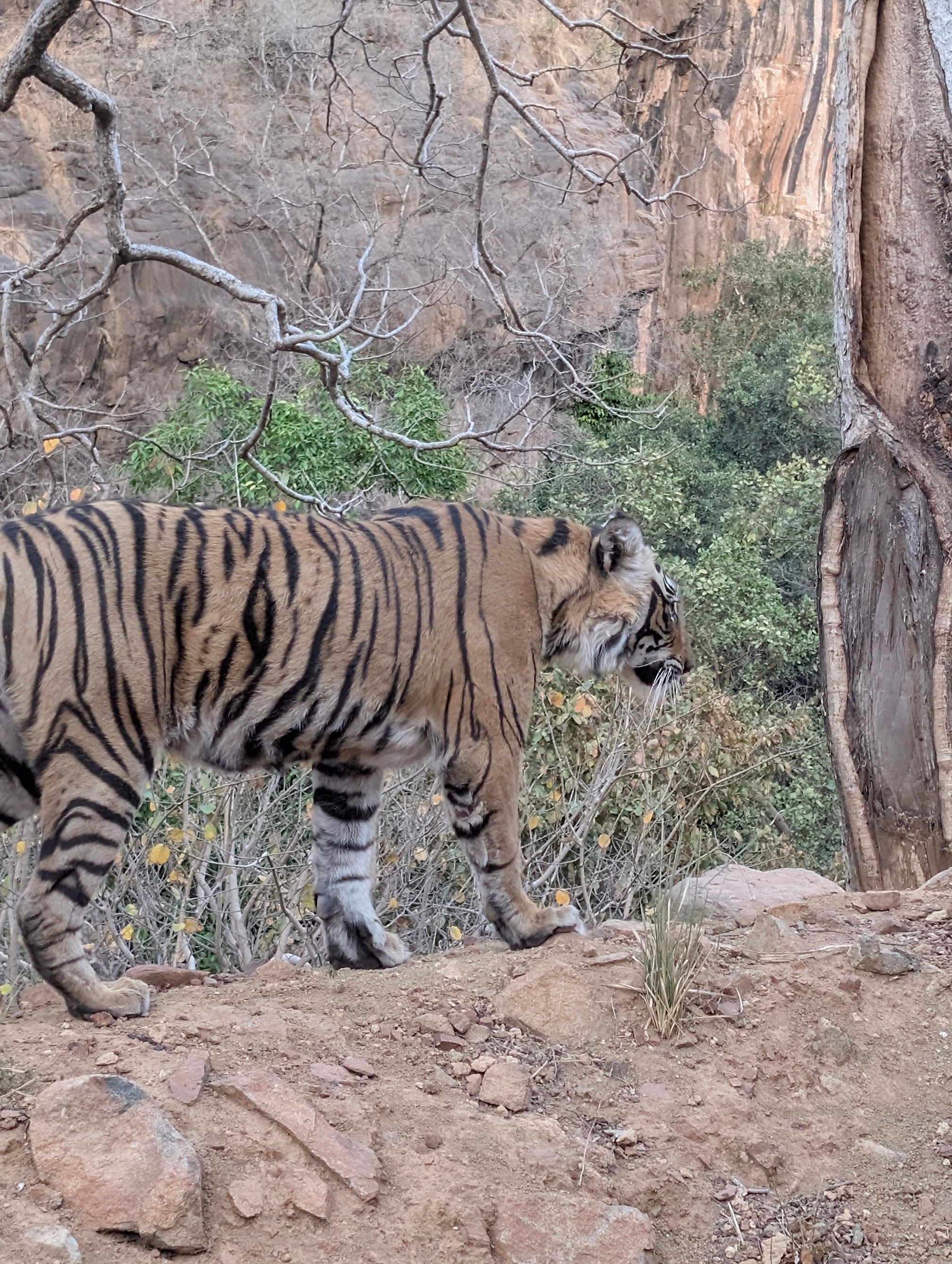 Gouden Driehoek Tour met Ranthambore vanuit New Delhi India customer review photo 4
