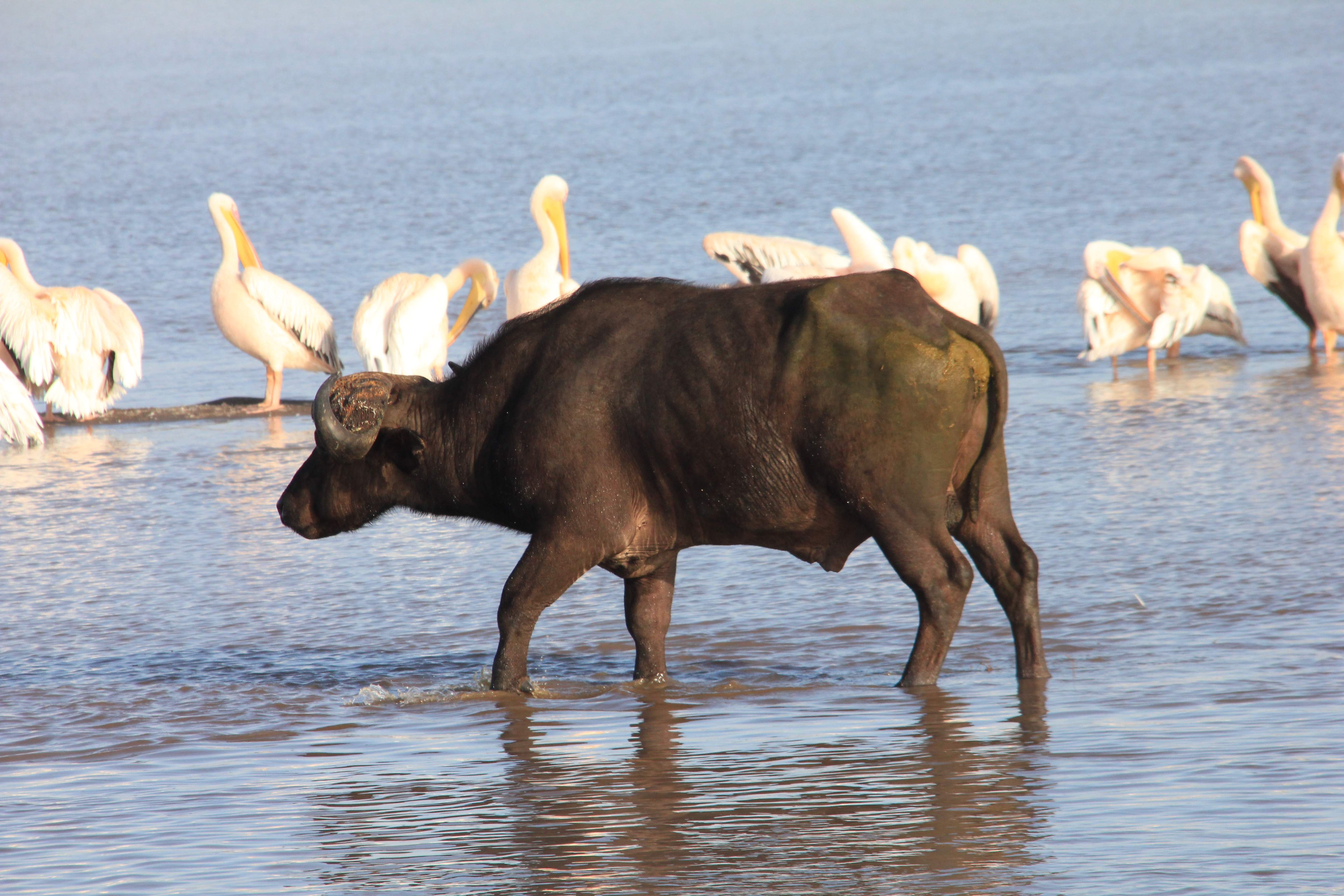 Kenya AND Tanzania Classic Safari – Two Birds with One Stone **Sustainable Approach to Travel customer review photo 1
