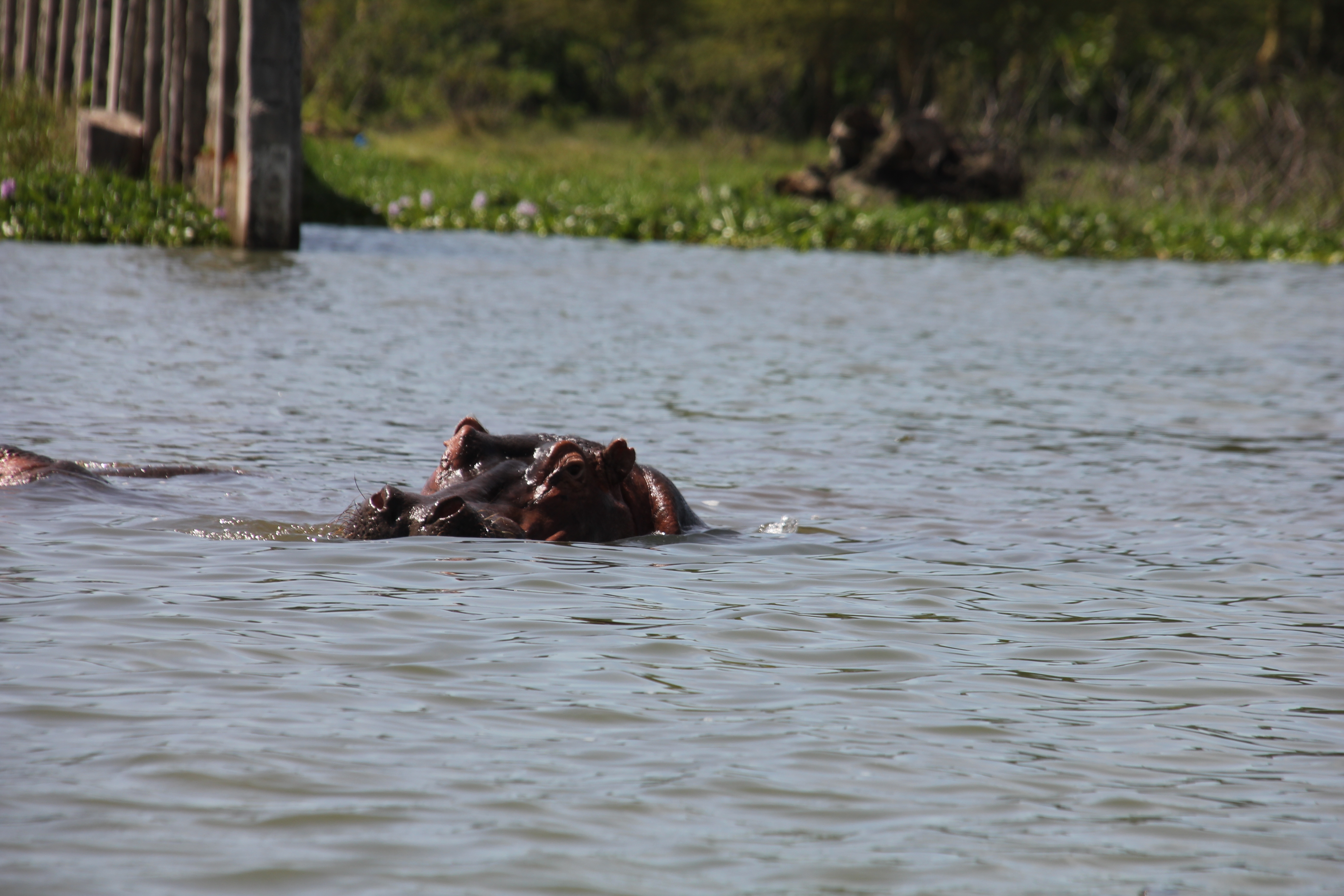 Kenya AND Tanzania Classic Safari – Two Birds with One Stone **Sustainable Approach to Travel customer review photo 2
