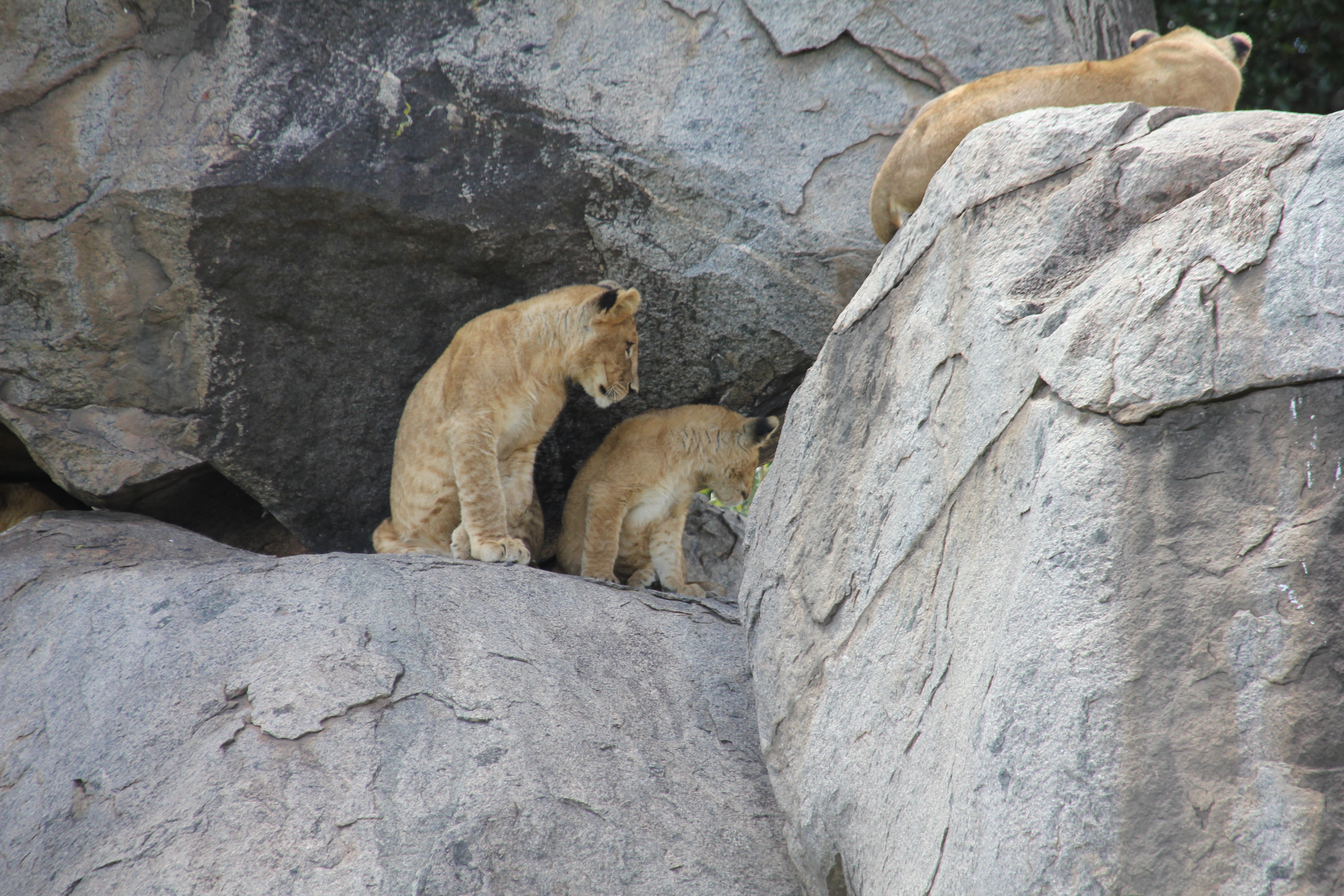 Kenya AND Tanzania Classic Safari – Two Birds with One Stone **Sustainable Approach to Travel customer review photo 4