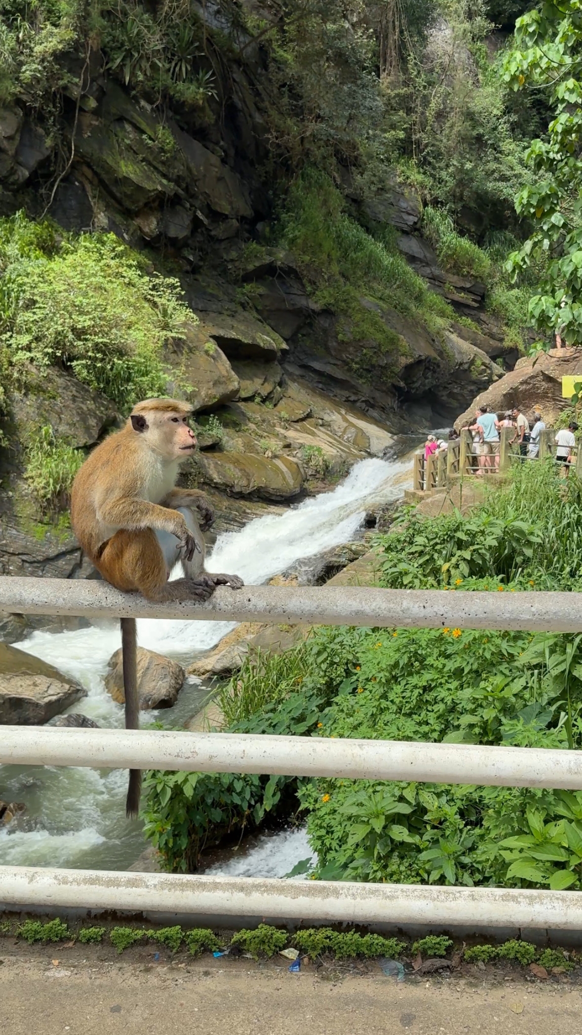 Monkey sitting by a waterfall with tourists in the background.
