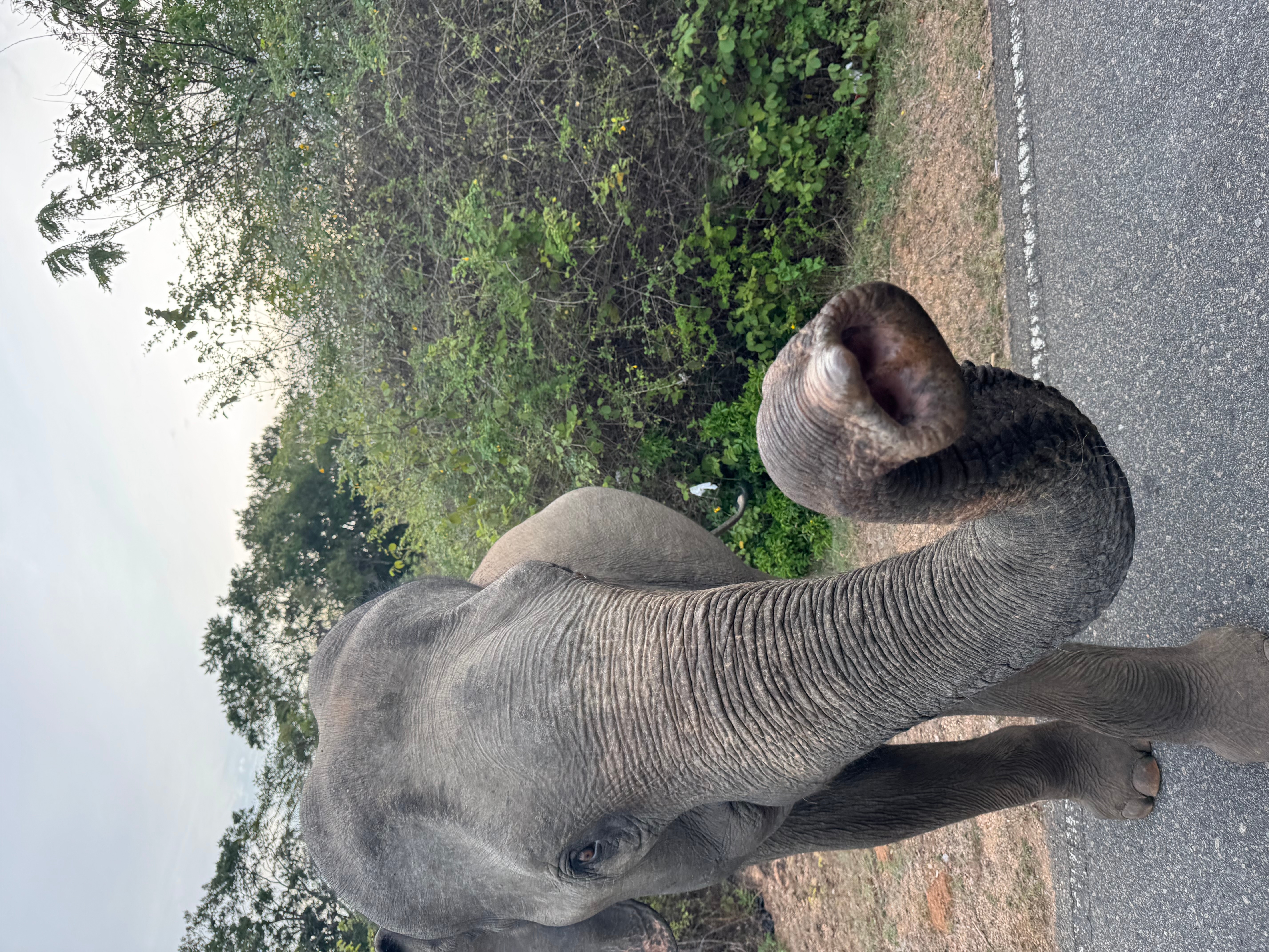 Splendour Of Sri Lanka 7 Tage customer review photo 5