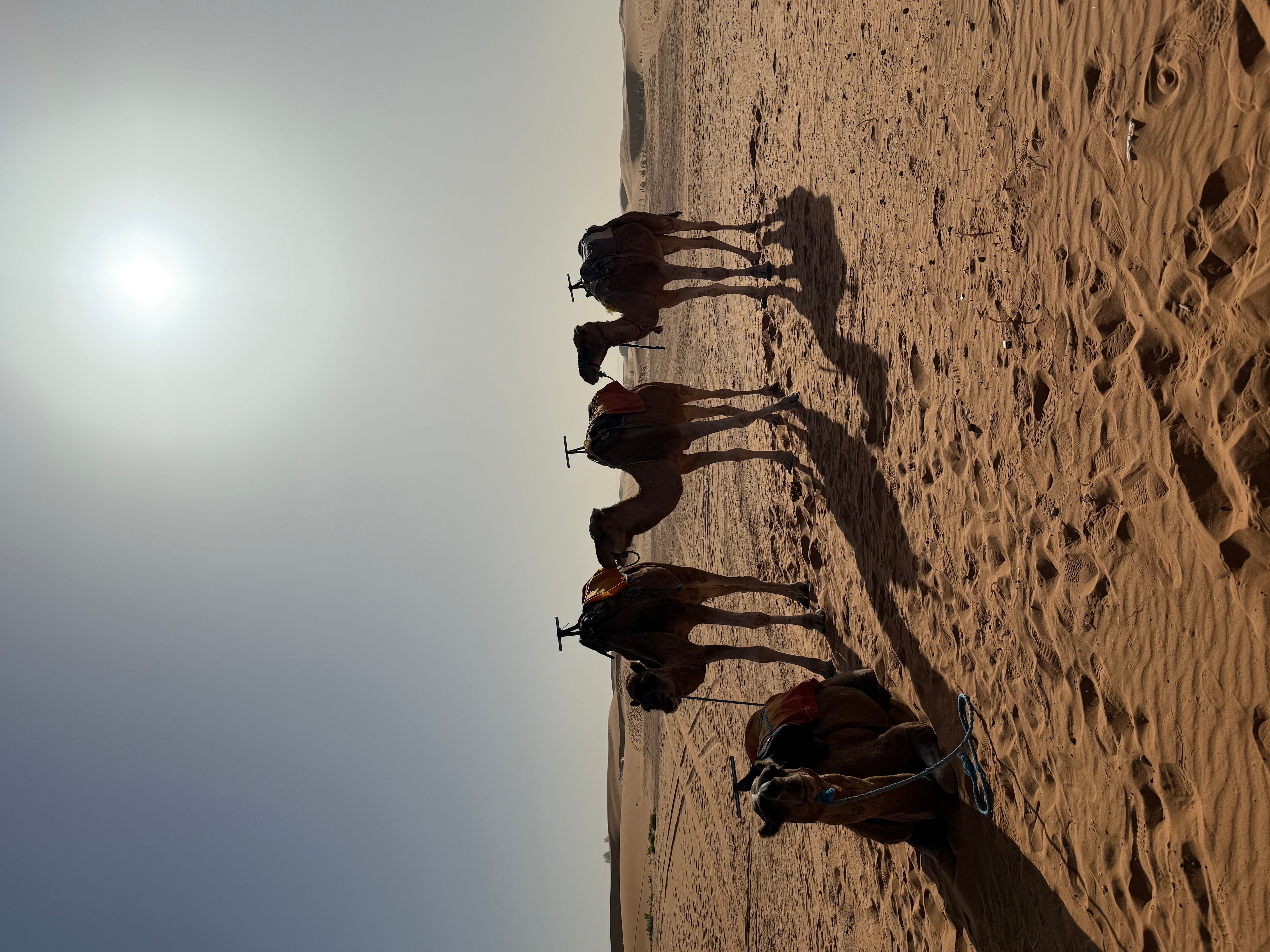 Sahara Abenteuer 4 Tage customer review photo 5