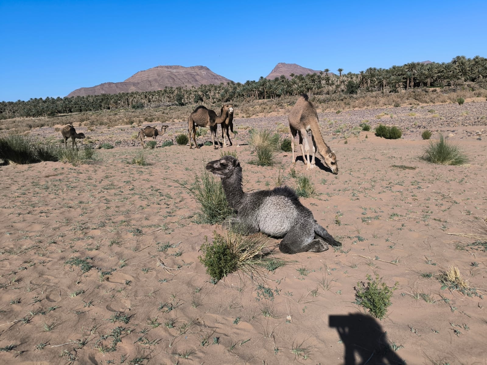 Von Marrakesch nach Merzouga - 4 Tage customer review photo 2