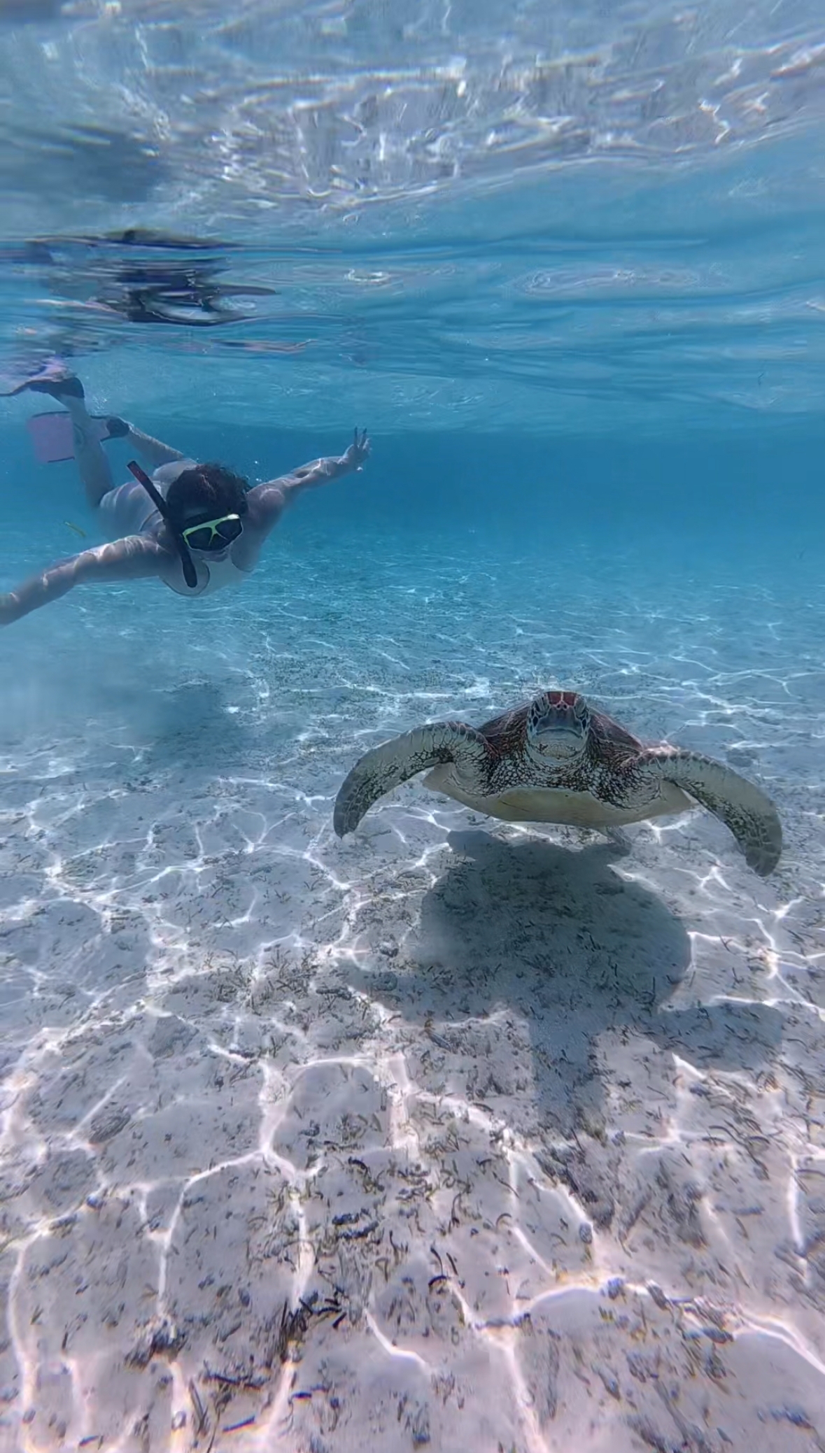 Maldives Island Hopping! Whale Sharks, Manta Ray, Shipwreck & Resort Visit customer review photo 2