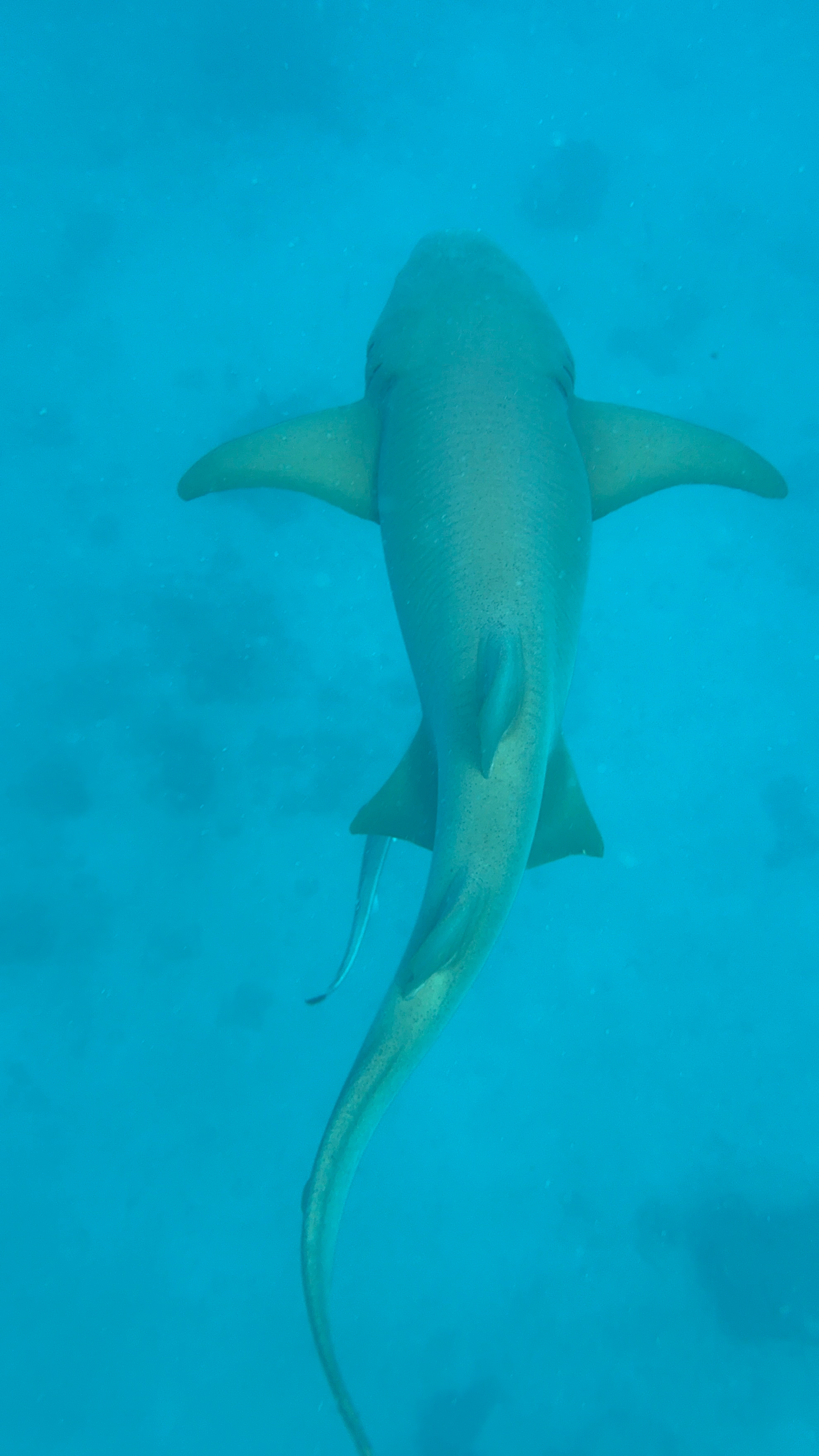 Maldives Island Hopping! Whale Sharks, Manta Ray, Shipwreck & Resort Visit customer review photo 3