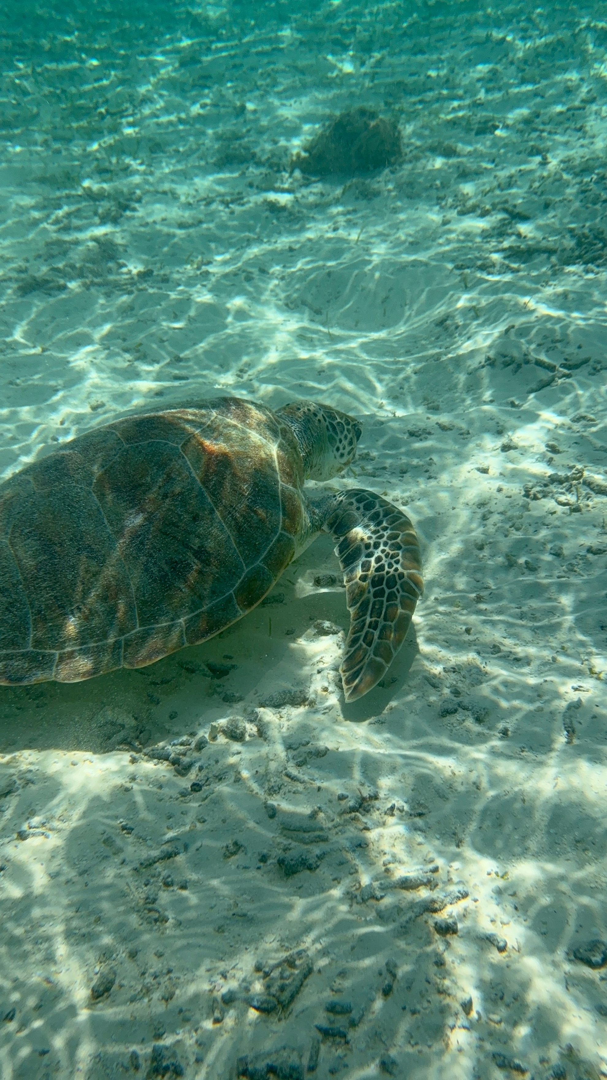 Maldives Island Hopping! Whale Sharks, Manta Ray, Shipwreck & Resort Visit customer review photo 1