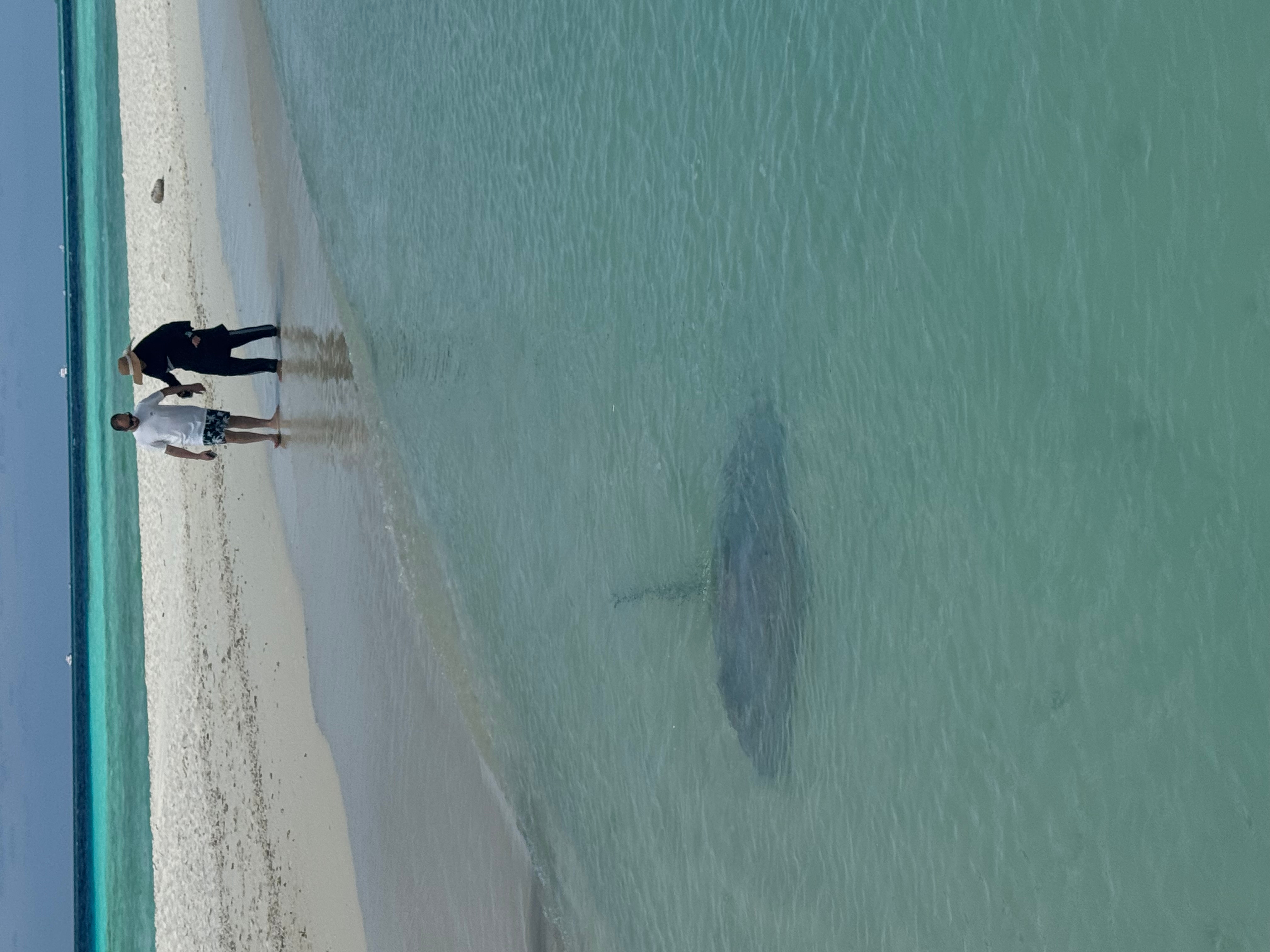 Maldives Island Hopping! Whale Sharks, Manta Ray, Shipwreck & Resort Visit customer review photo 2
