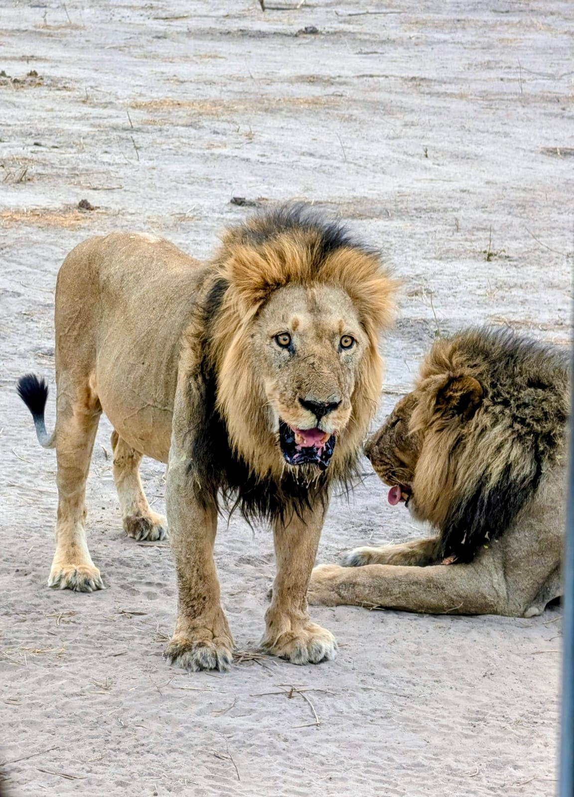 Safari por África Austral (27 destinations) customer review photo 2
