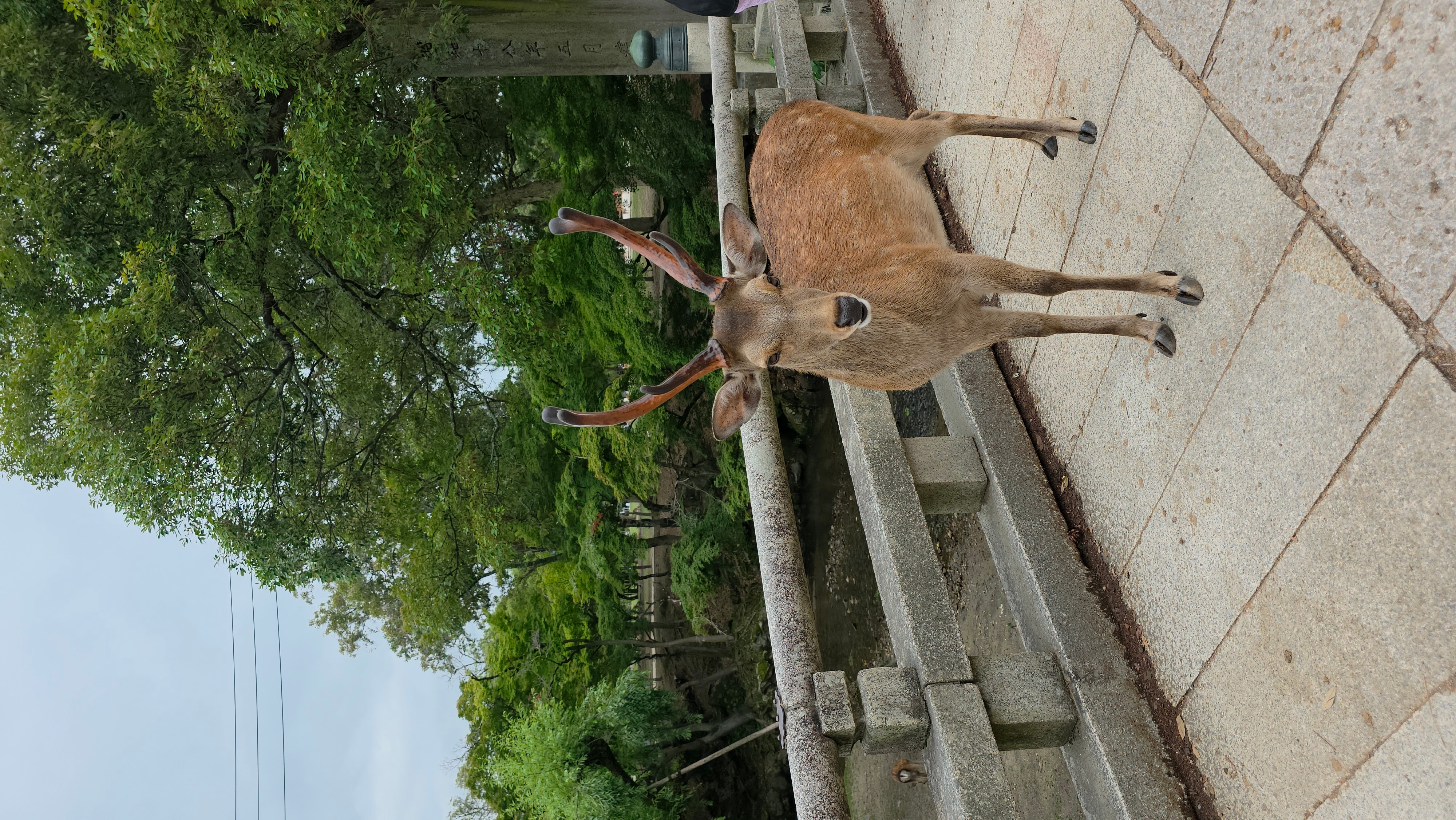 Japan Klassiker mit One Life Adventures 14 Tage customer review photo 2
