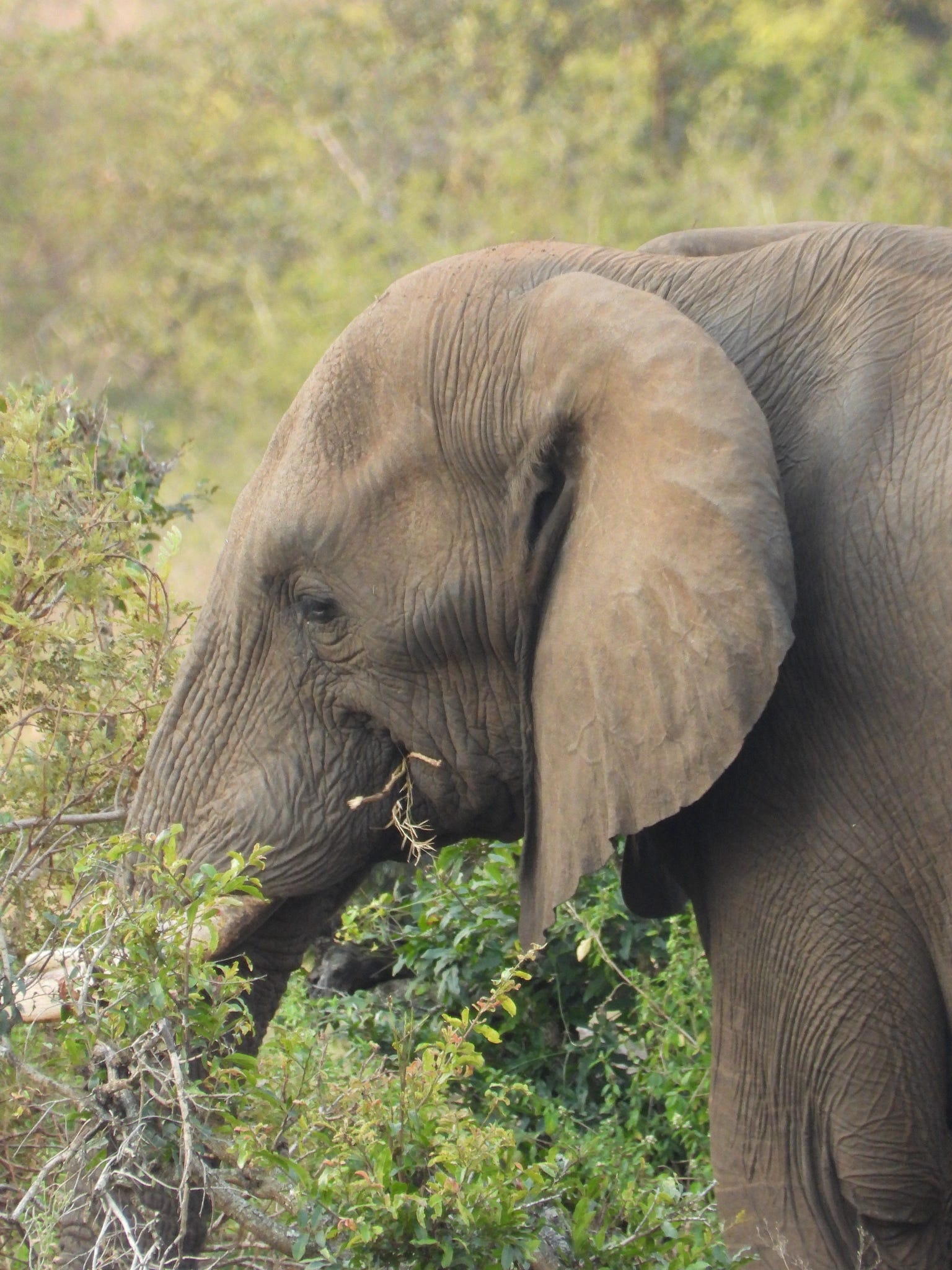 Safari por África Austral (27 destinations) customer review photo 5