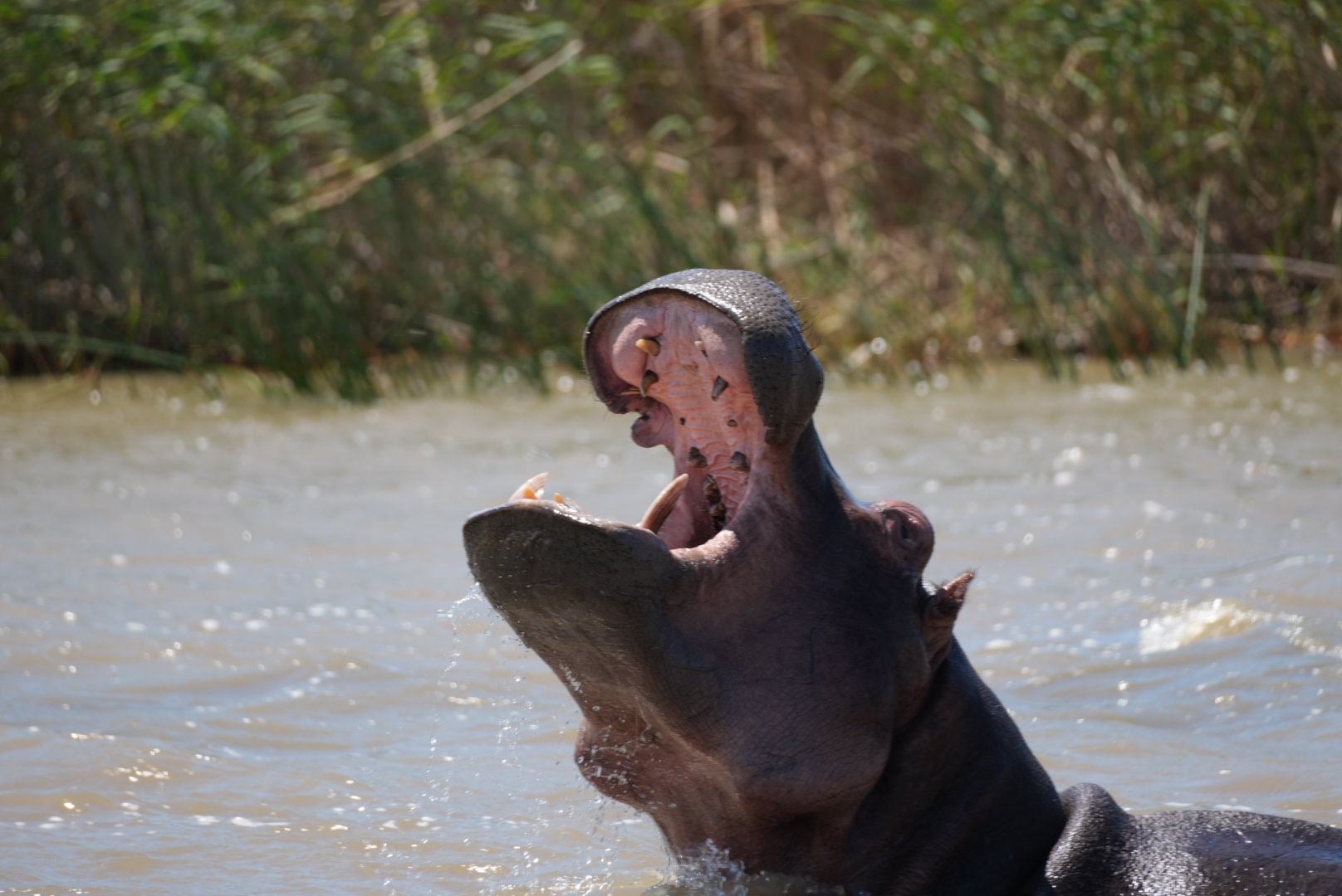 Safari en Afrique australe (27 destinations) customer review photo 2