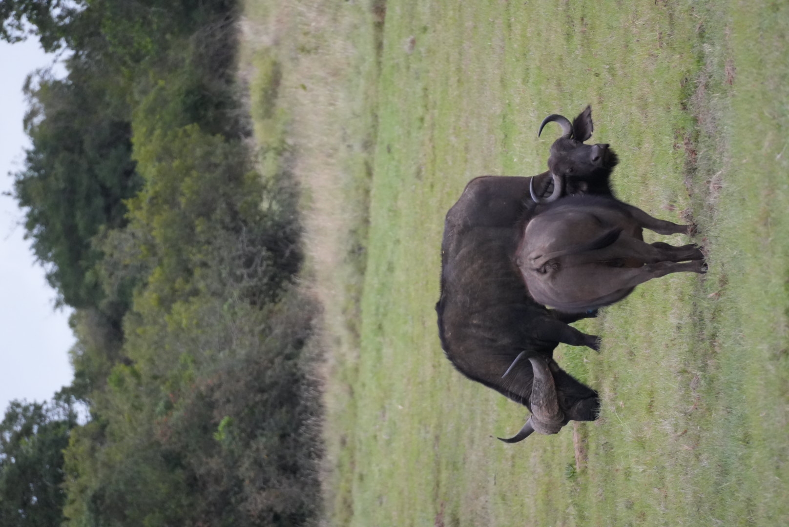 Safari en Afrique australe (27 destinations) customer review photo 3
