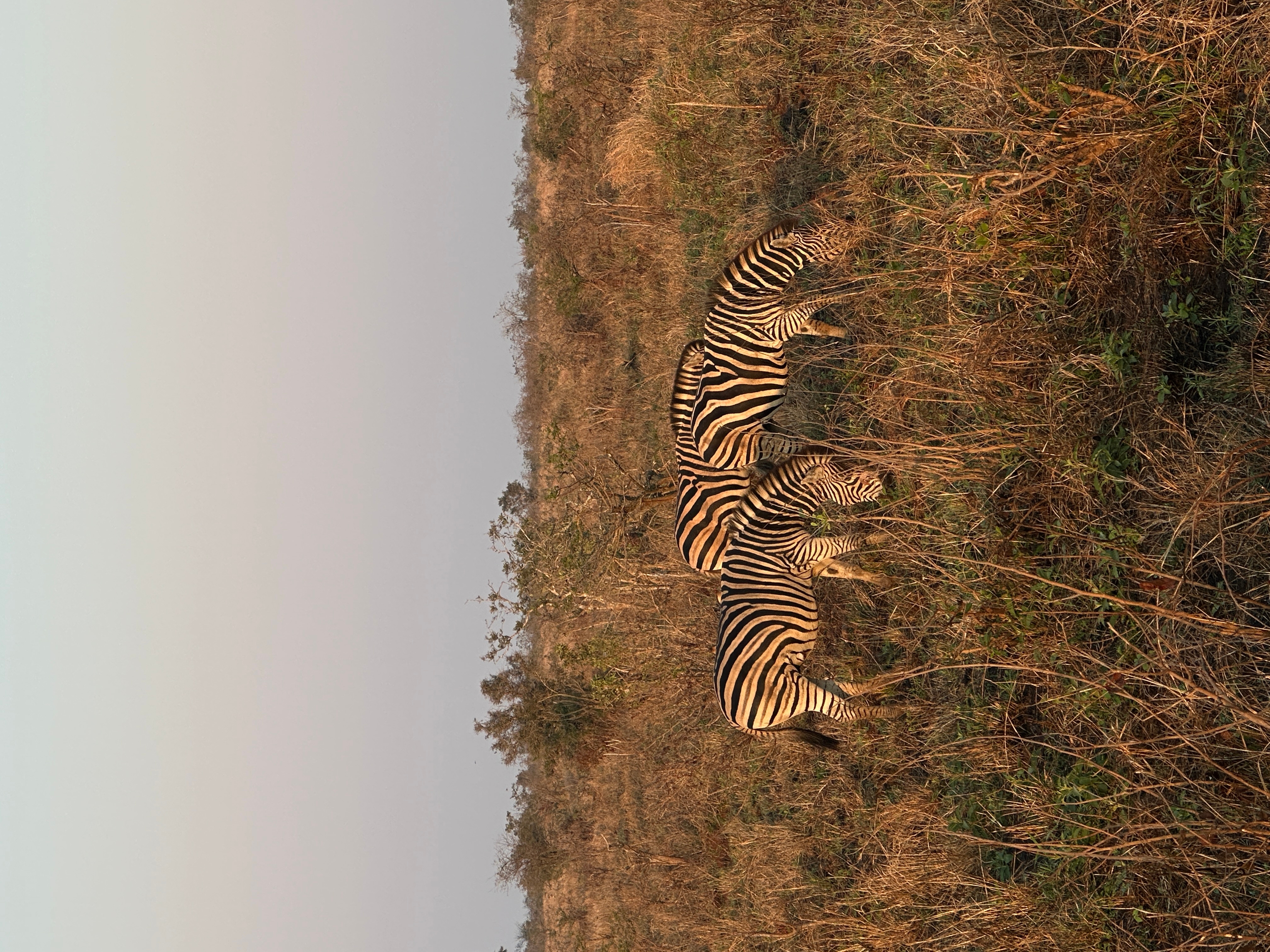 Southern Africa Safari customer review photo 5