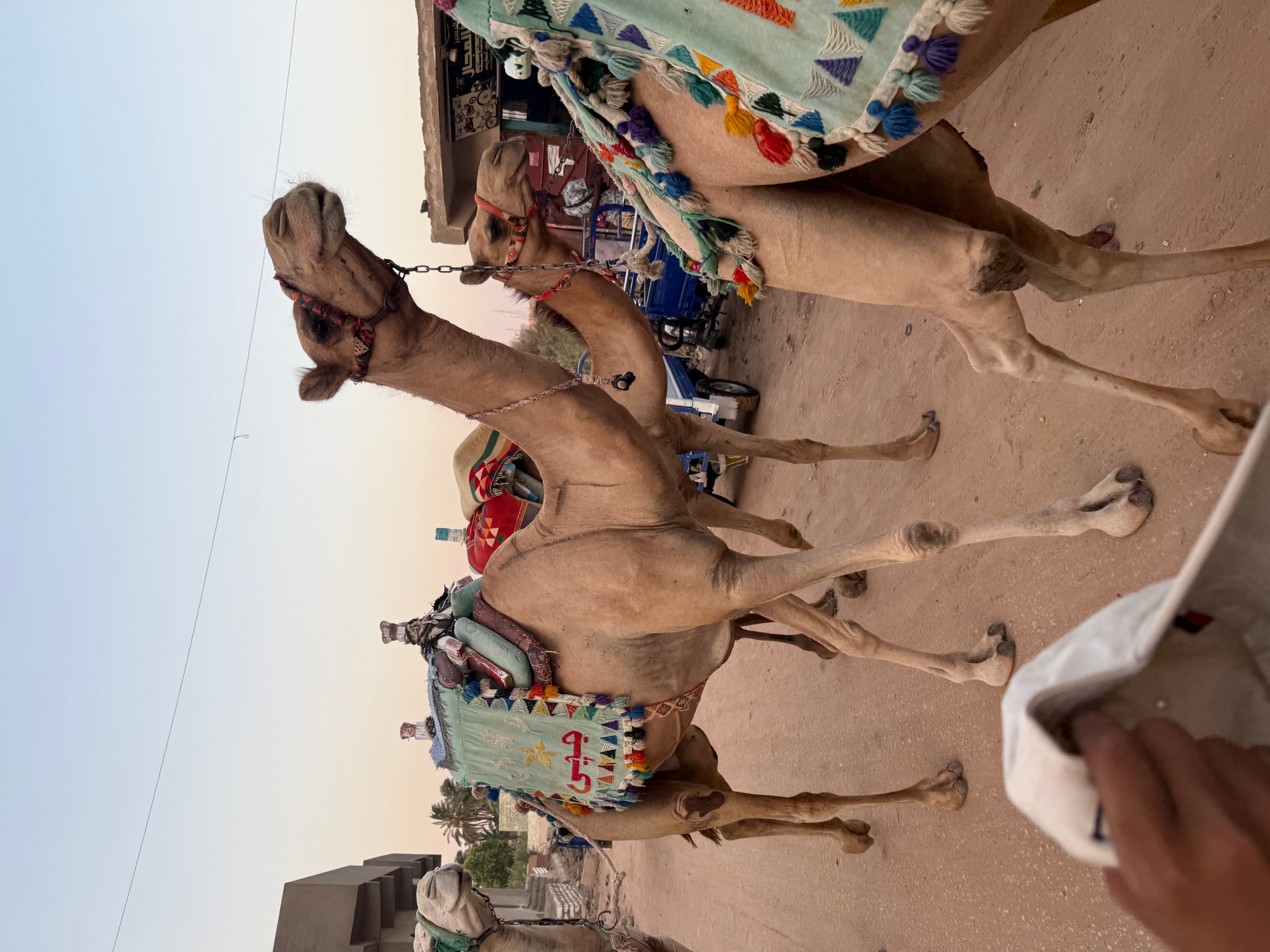 5-Day 5-Star Nile Cruise from Cairo with Round-Trip Flights customer review photo 4