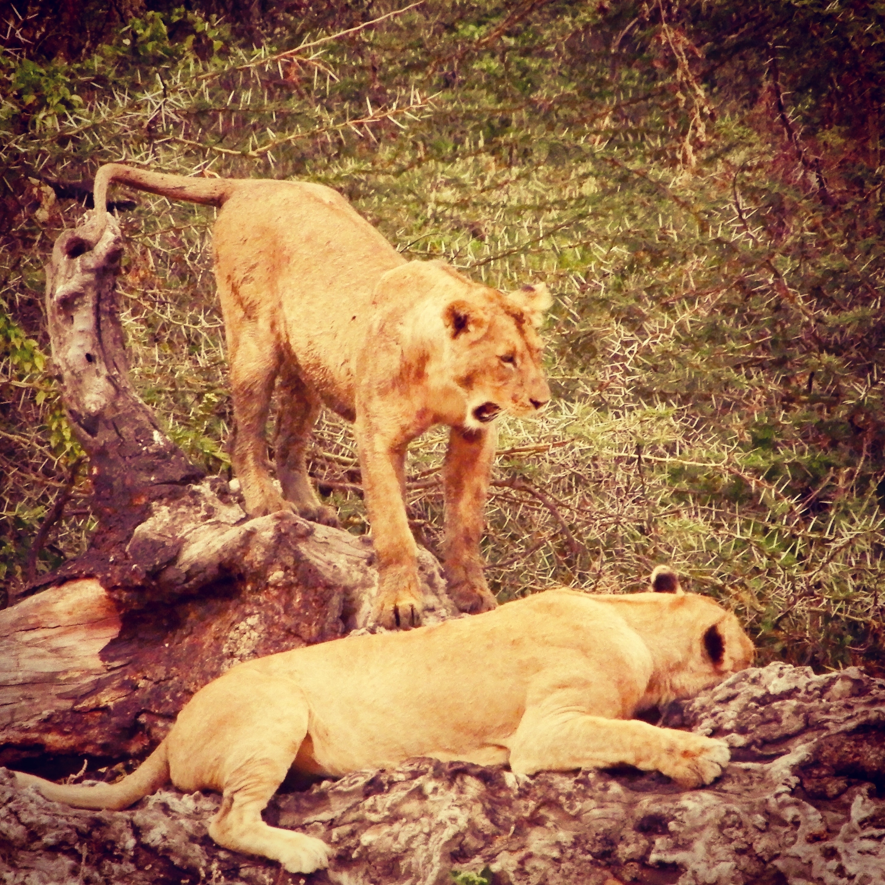 Two lions on a rock in a natural setting.