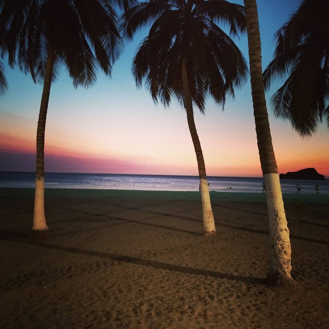 Palm trees on a beach during sunset.
