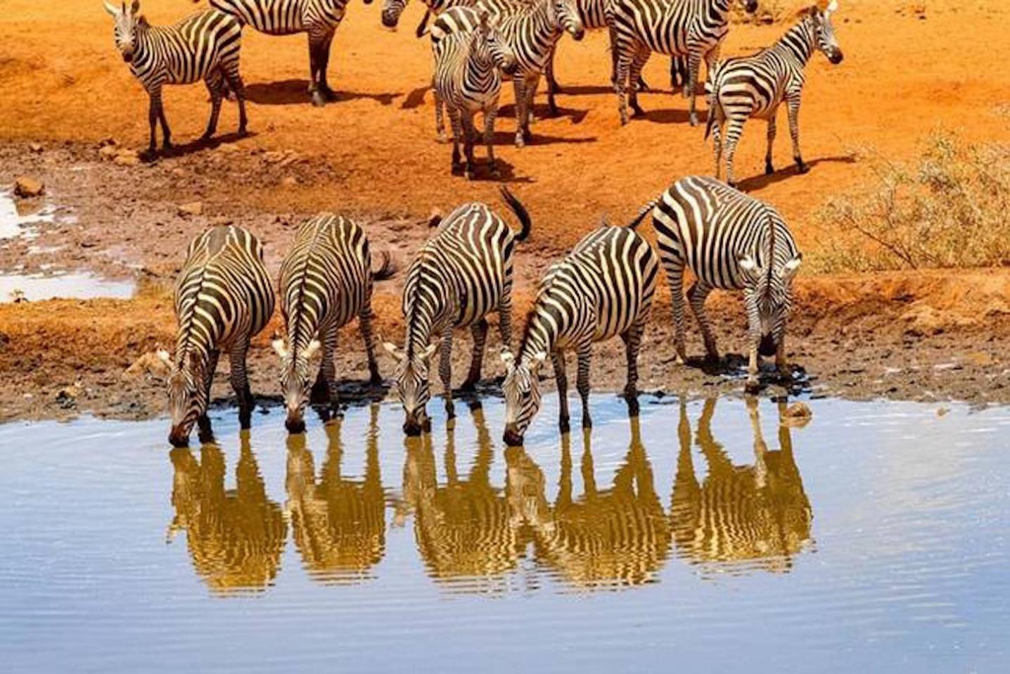 Bigmac Africa Safaris