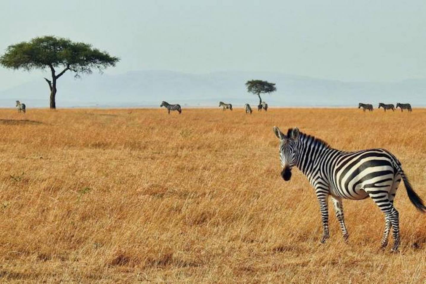 Lochinvar Safari Lodge
