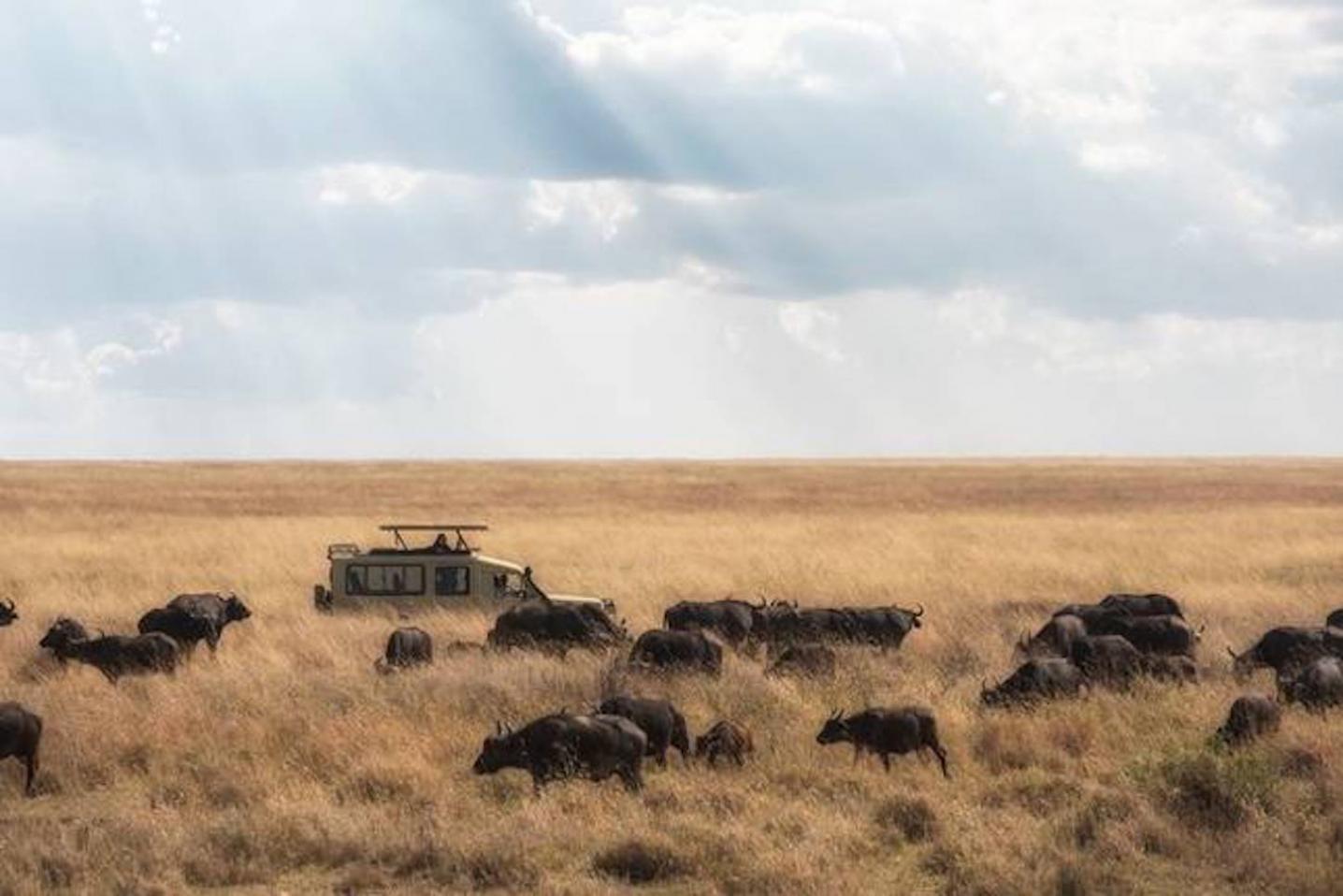 Muraa African Safaris