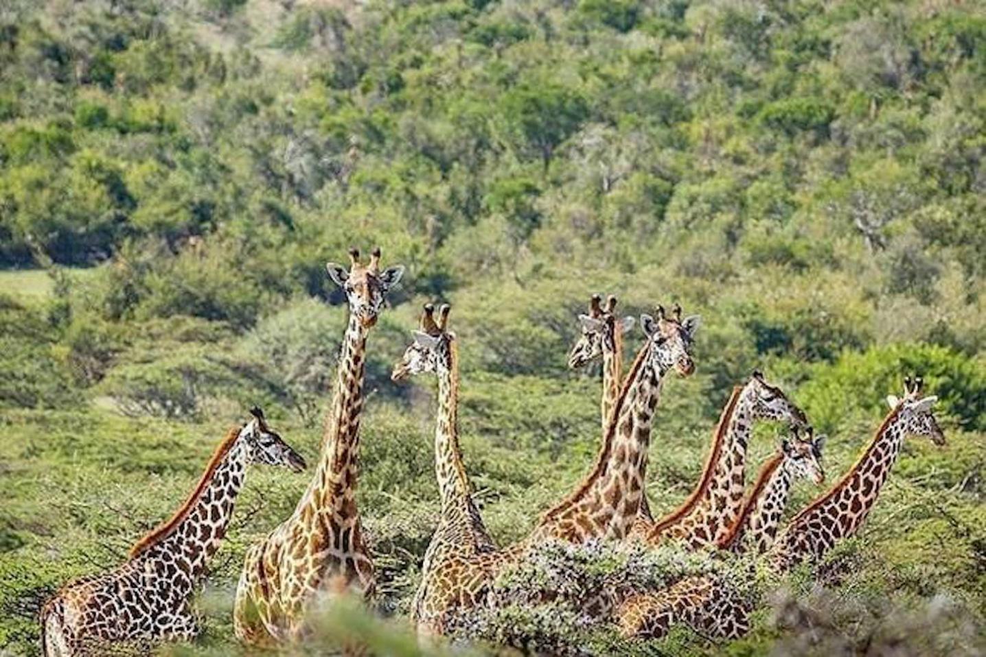 Africa Outland Safaris