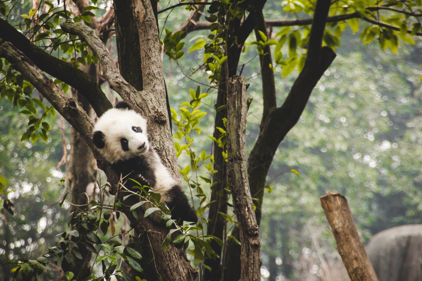 U2panda