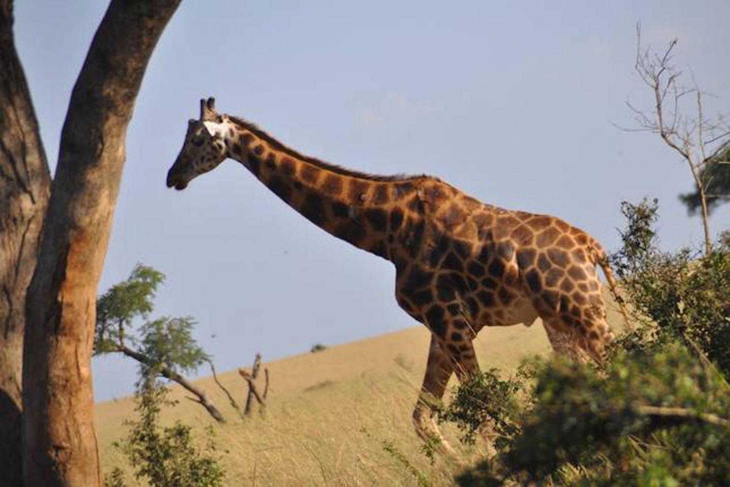 Sights and Sounds of Africa Safaris