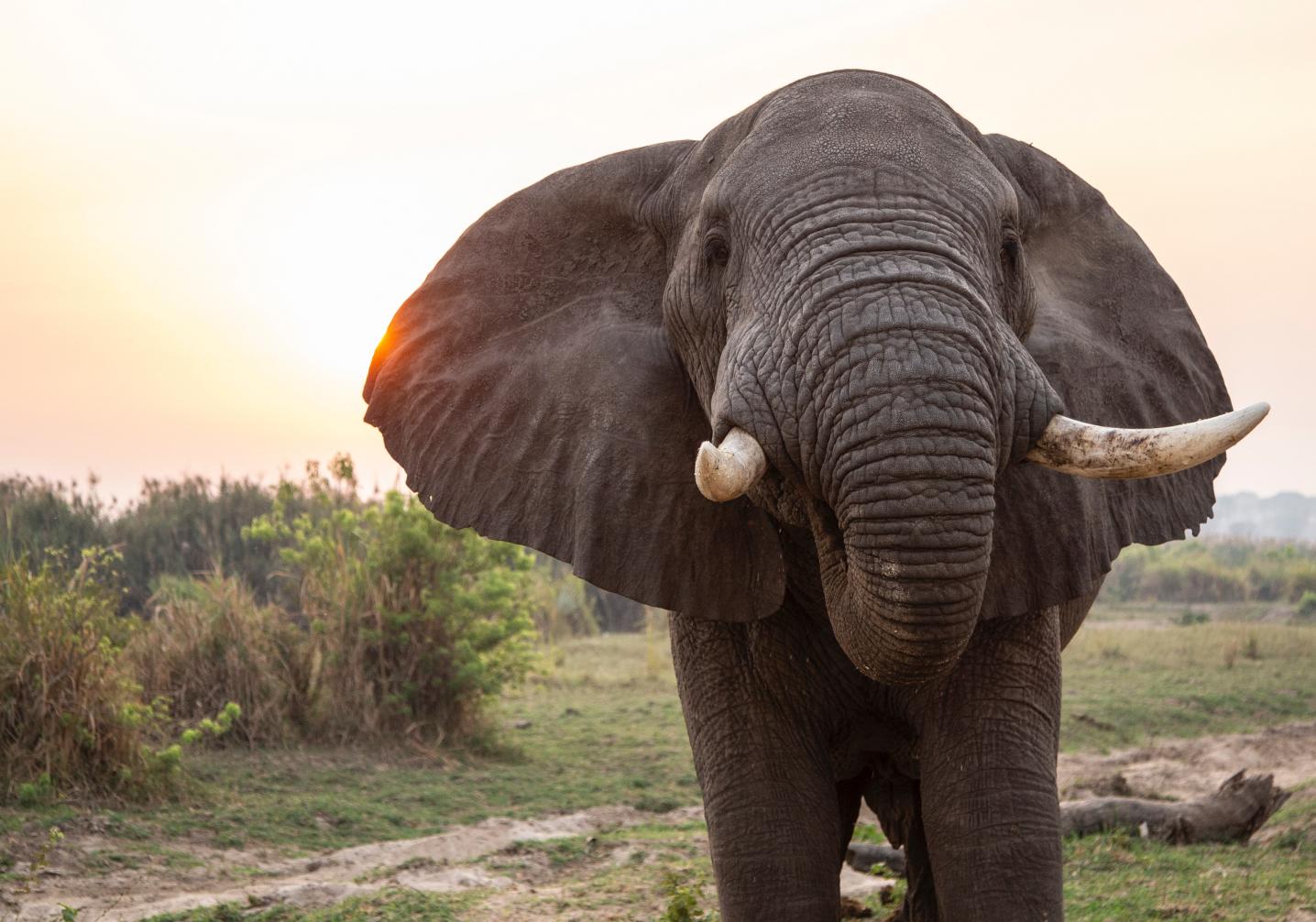 Euro Uganda Safaris