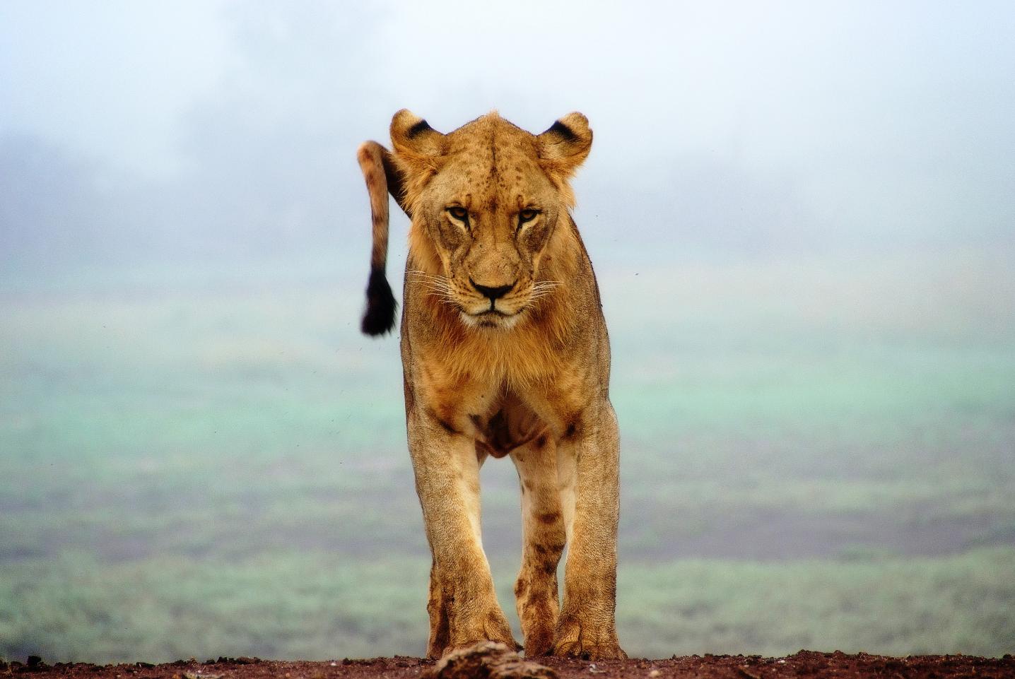 Wild Safari Hits