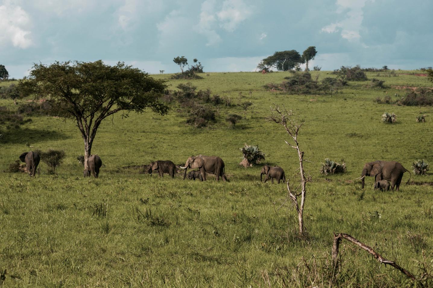 Pamoja Tours and Travel
