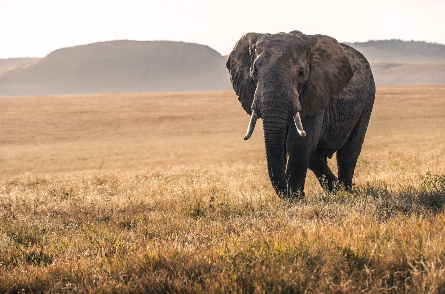 TaraLight Safari Tours