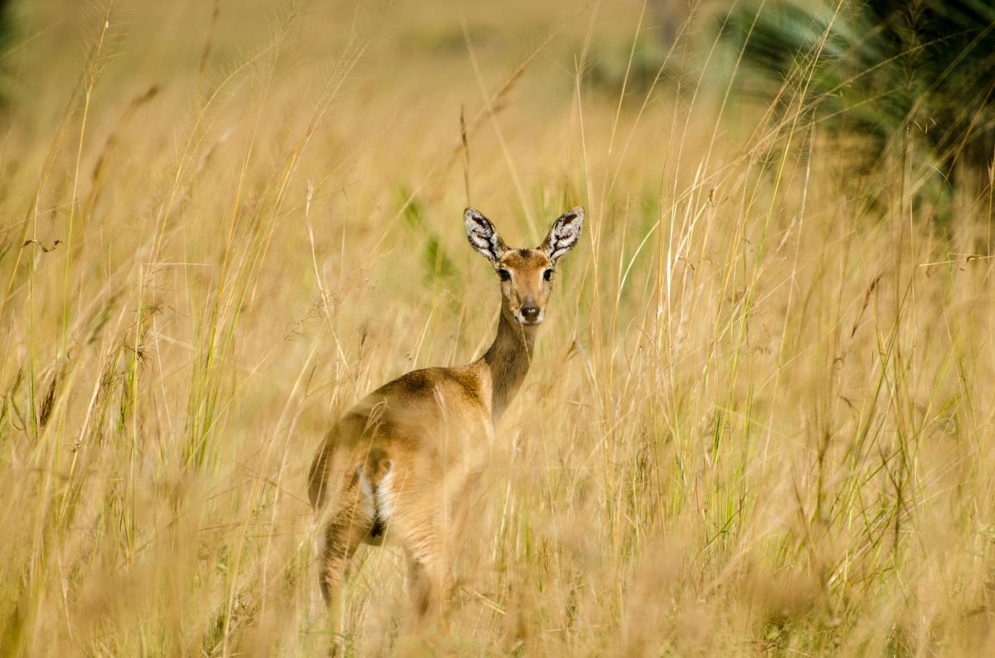 Saso Uganda Safaris