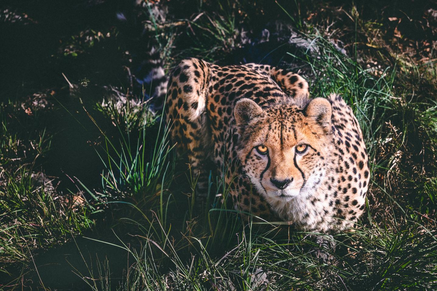 Cheetah Safaris Africa