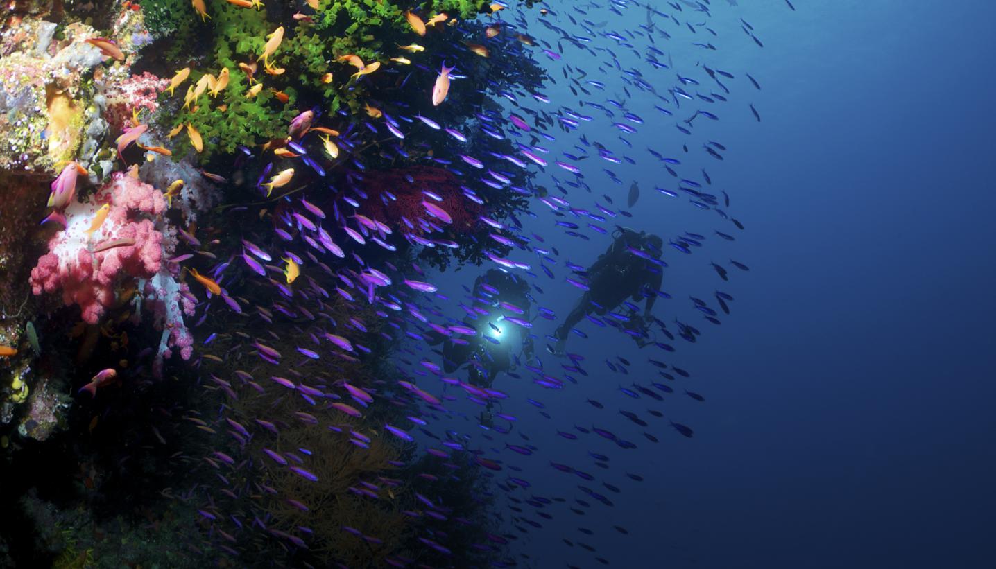 Scuba Duba Dive