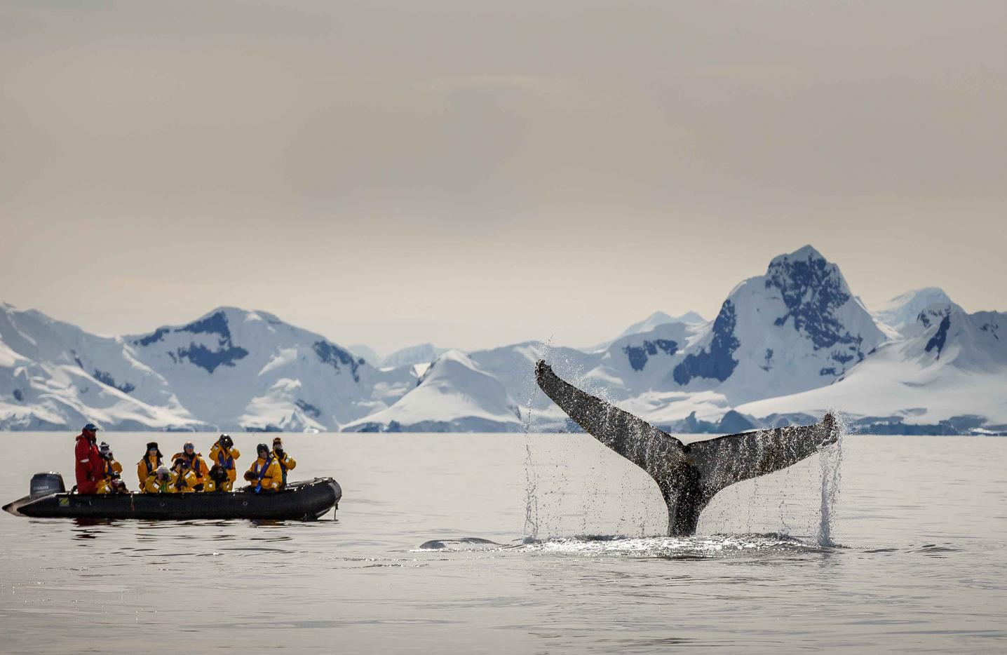 Quark Expeditions - inactive