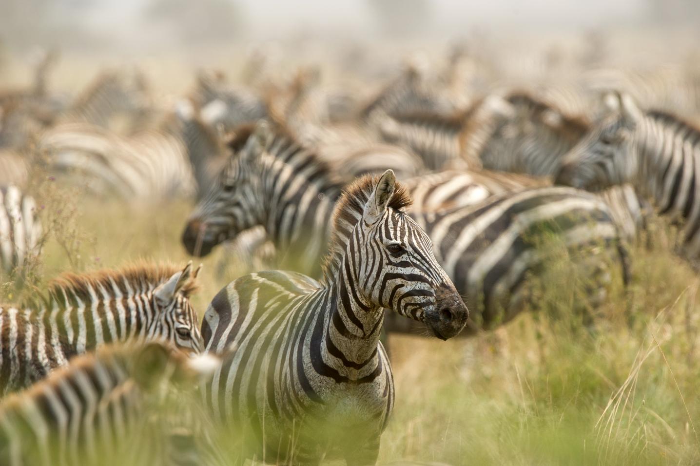 African Travel