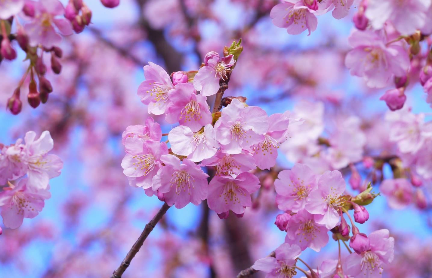 I Love Japan Tours