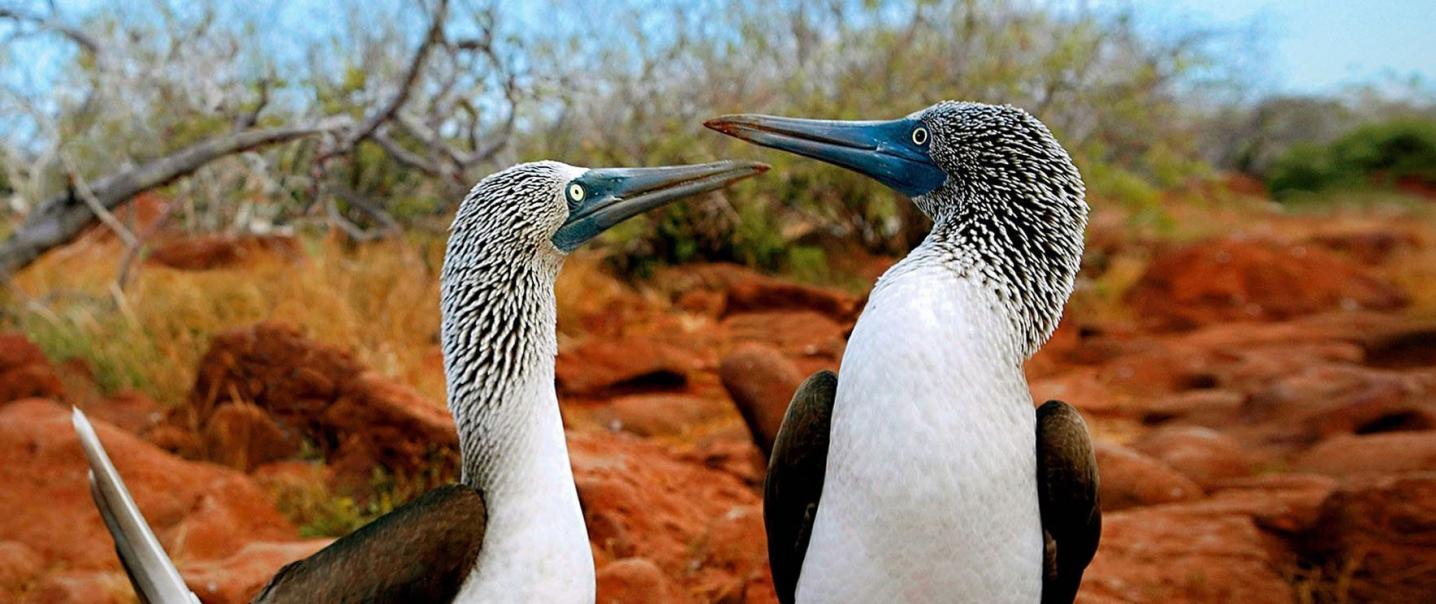 Ecuador and Galapagos Insiders