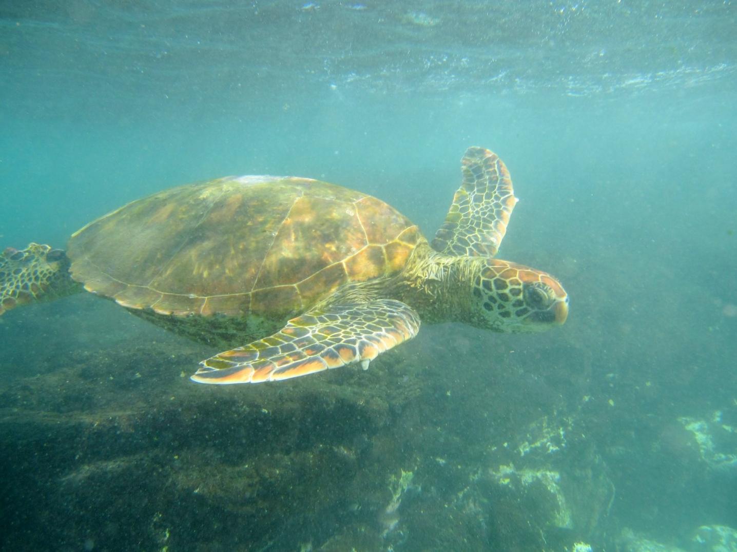 Me Gusta Galapagos