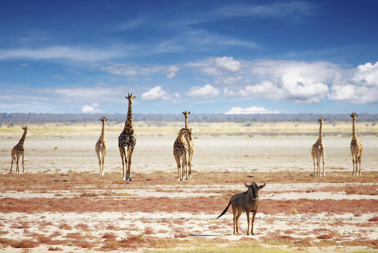 Wild Wind Safaris