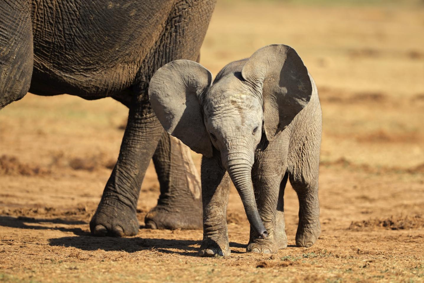 EHRA - Elephant Human Relations Aid