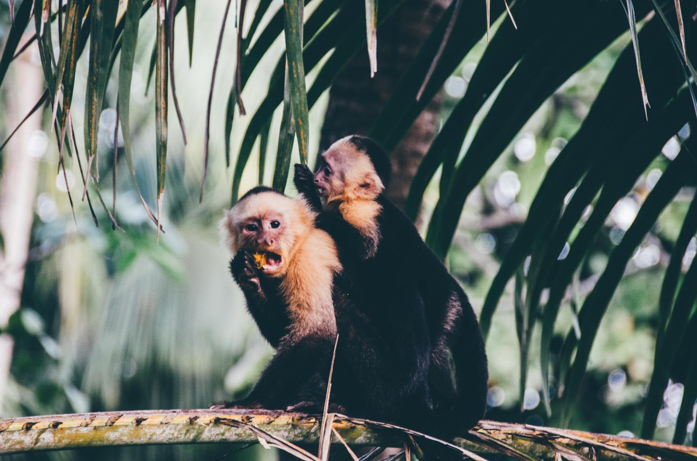 Destination Costa Rica