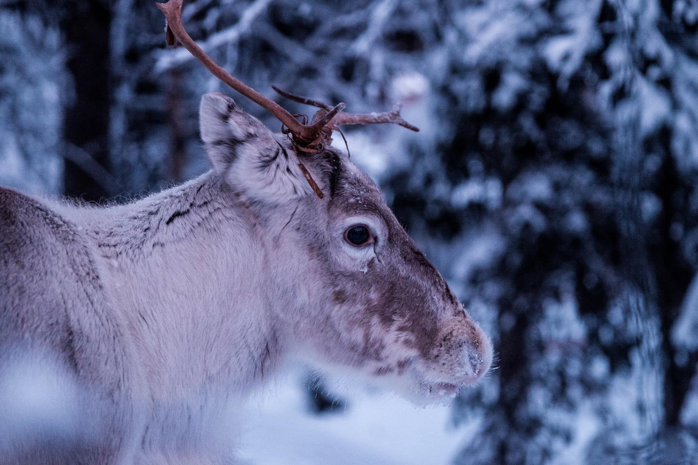 Norwide Finland