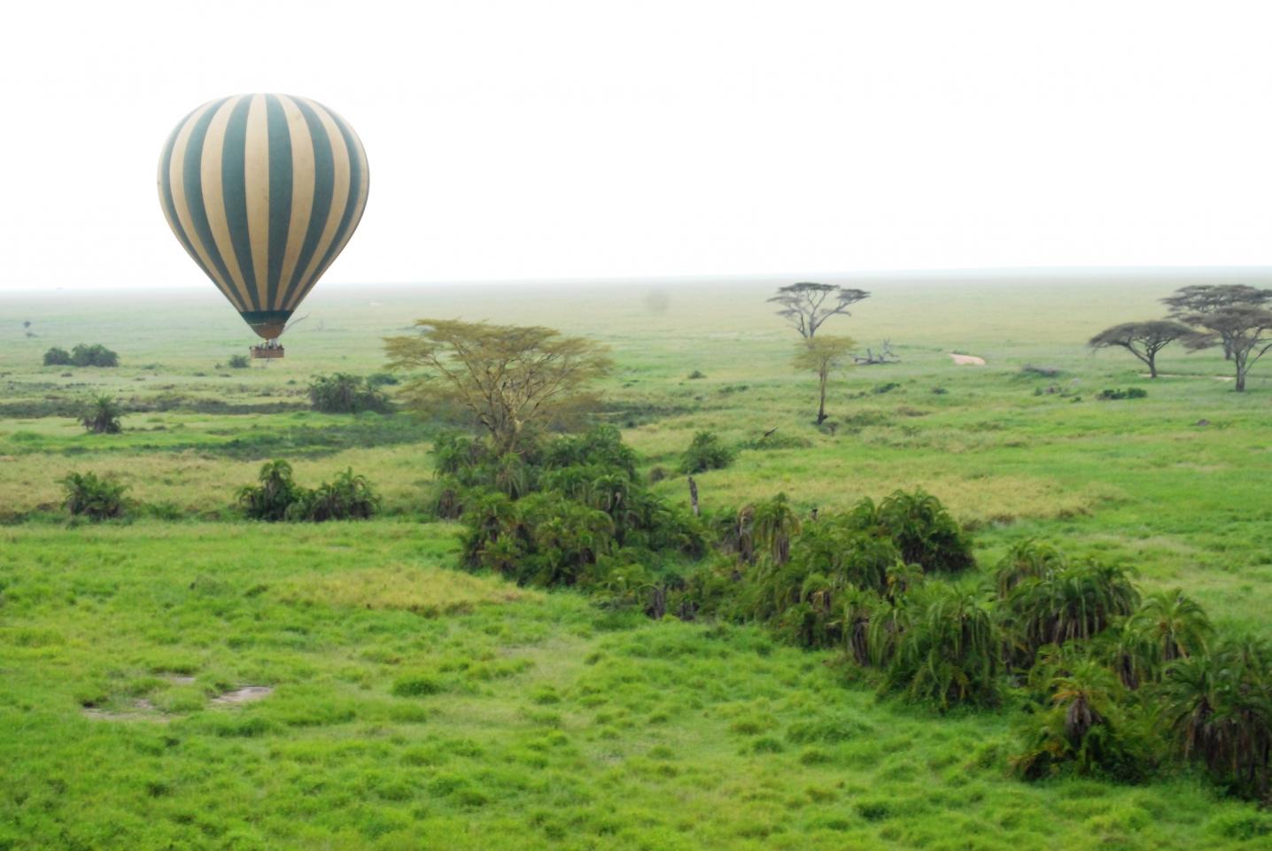 Viola tours & travel
