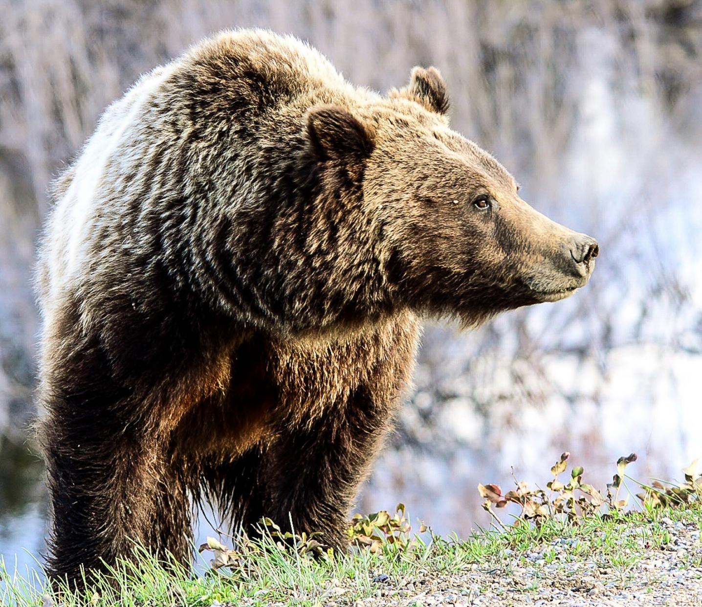 BrushBuck Wildlife Tours