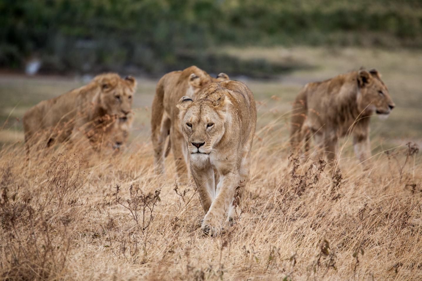 Royal Private Safaris