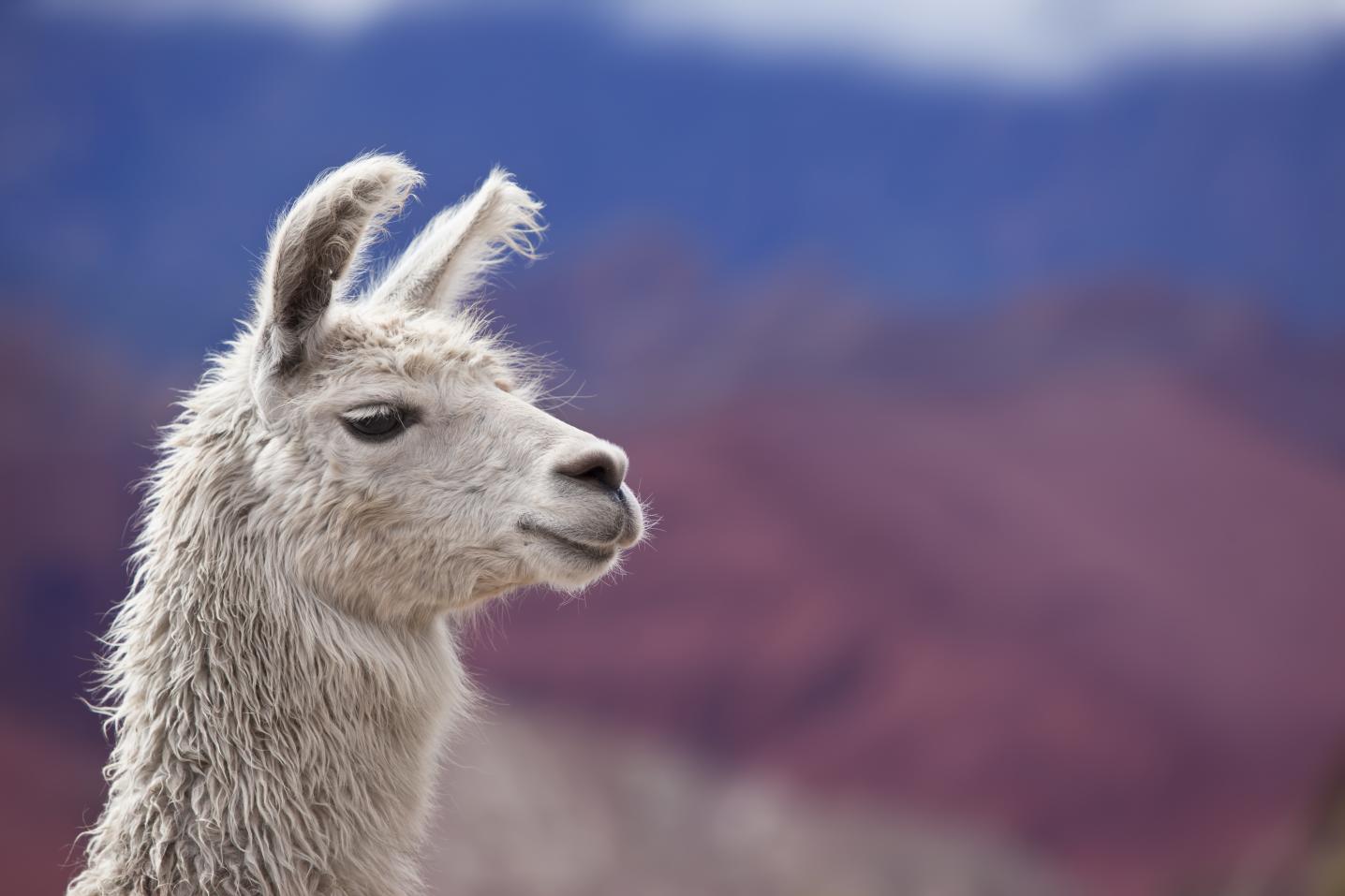 Inca Explorer Peru