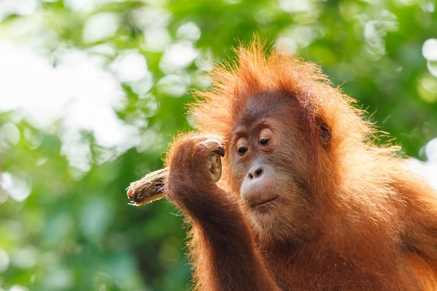Fun Sumatra Tour & Travel