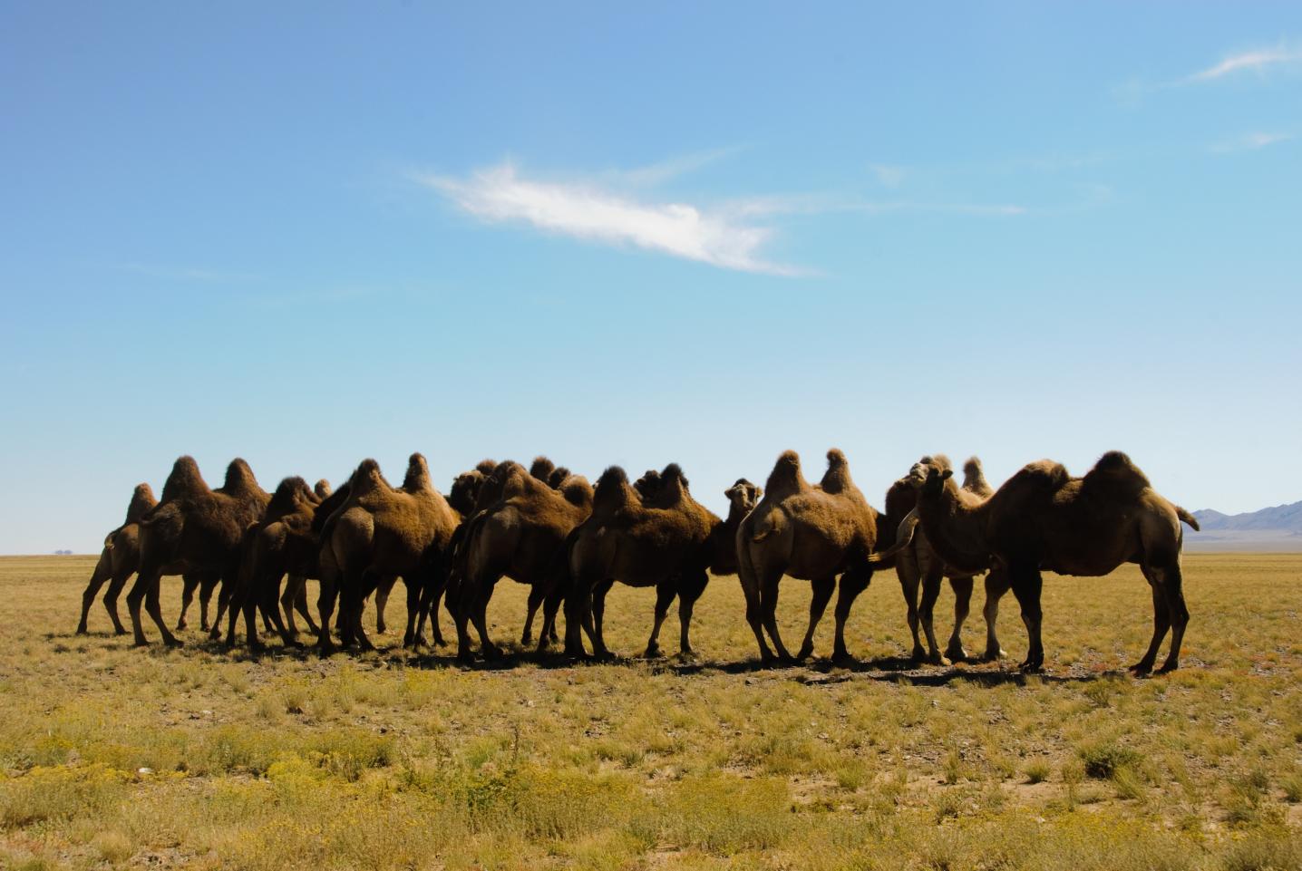 Tour Mongolia